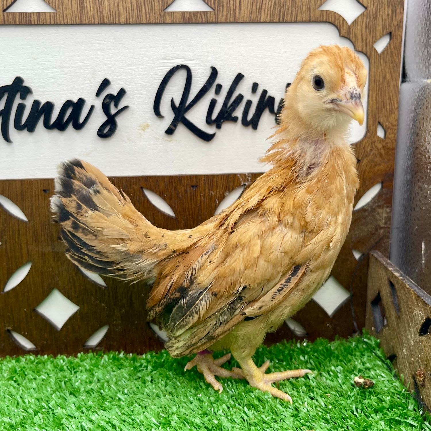 Possible Pullet