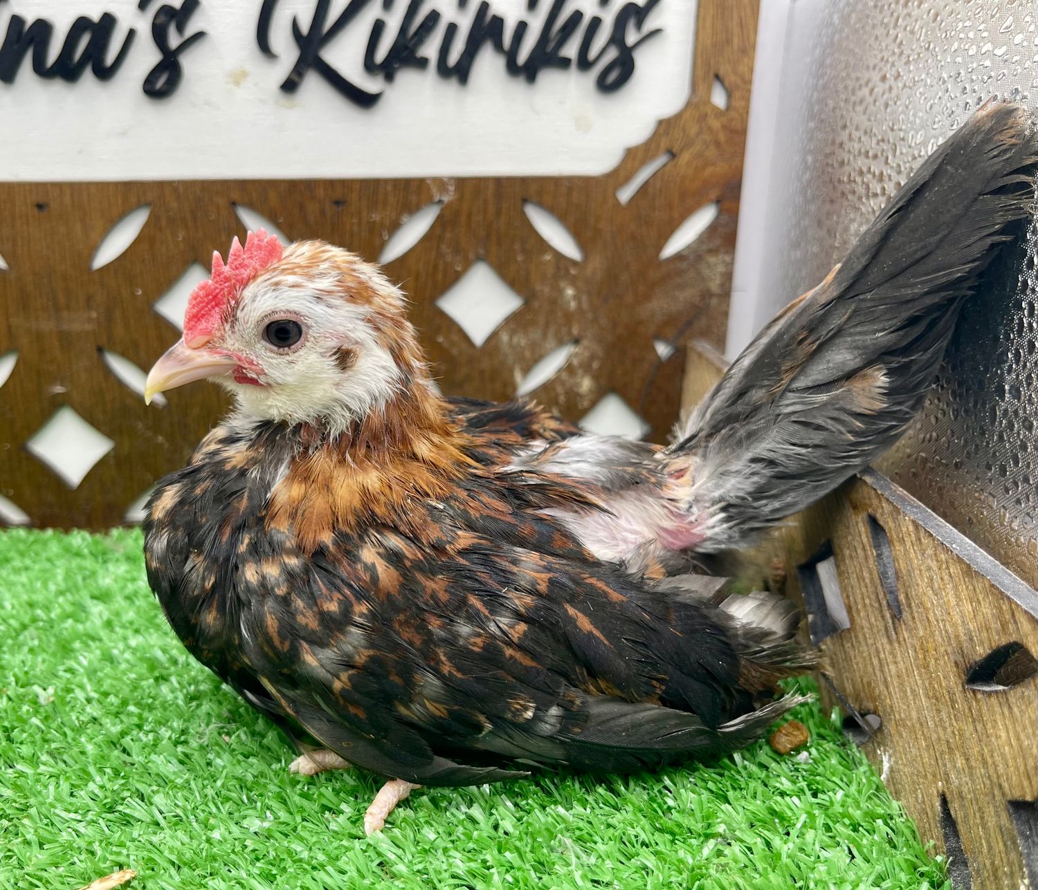 Cockerel
