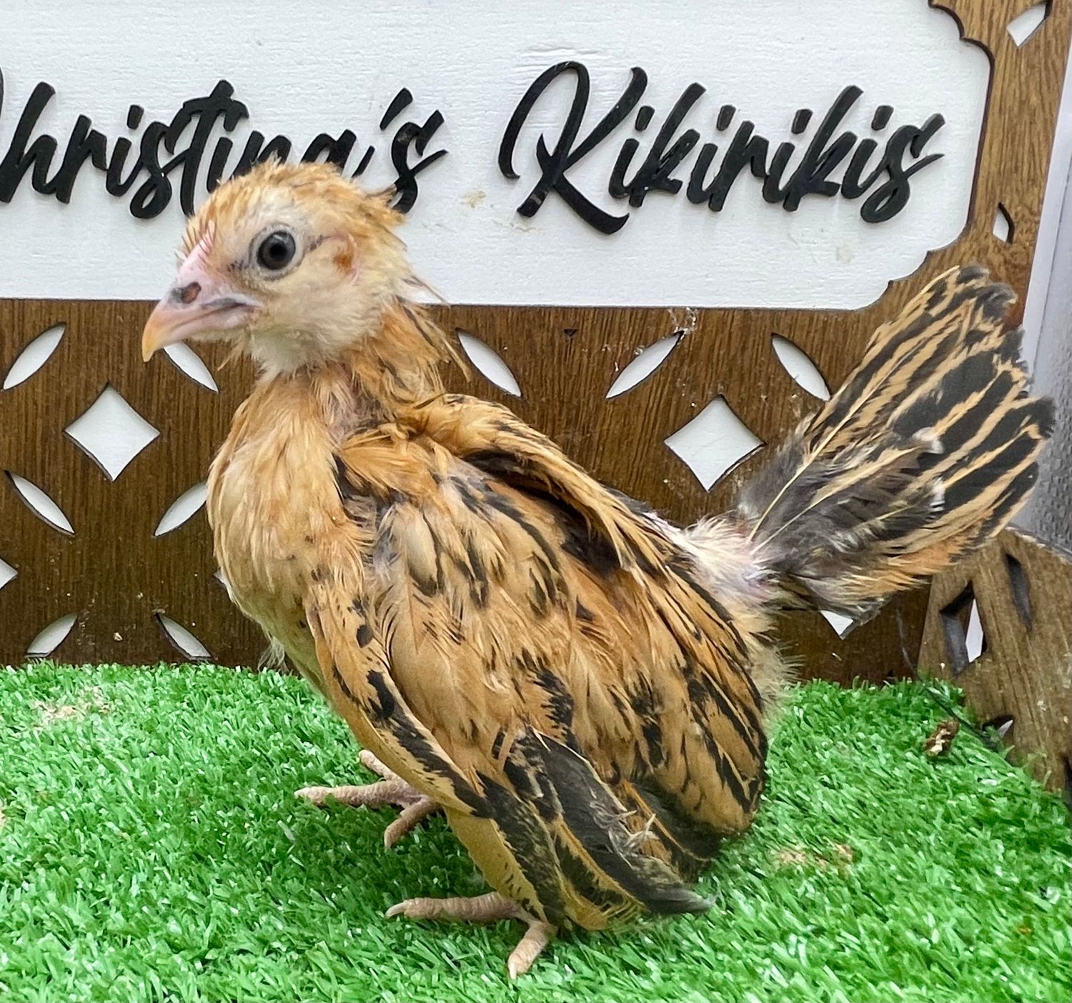Possible Pullet