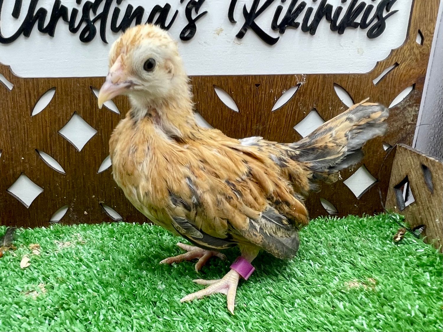 Possible Pullet
