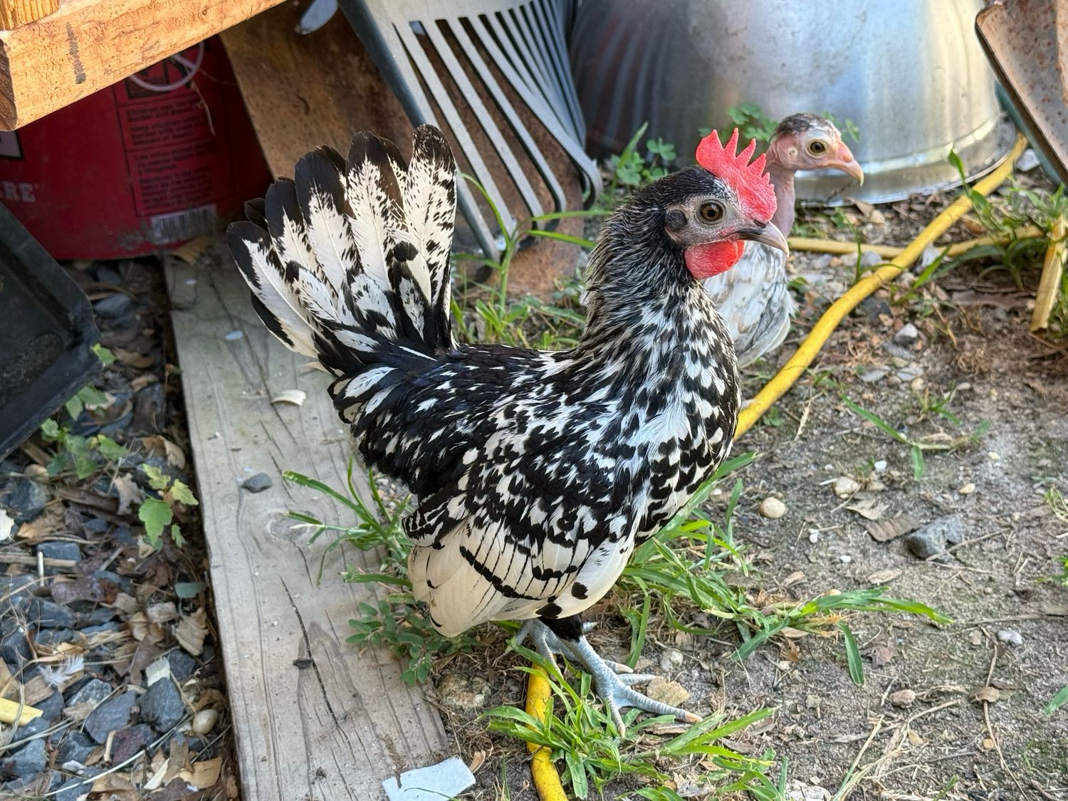 Cockerel