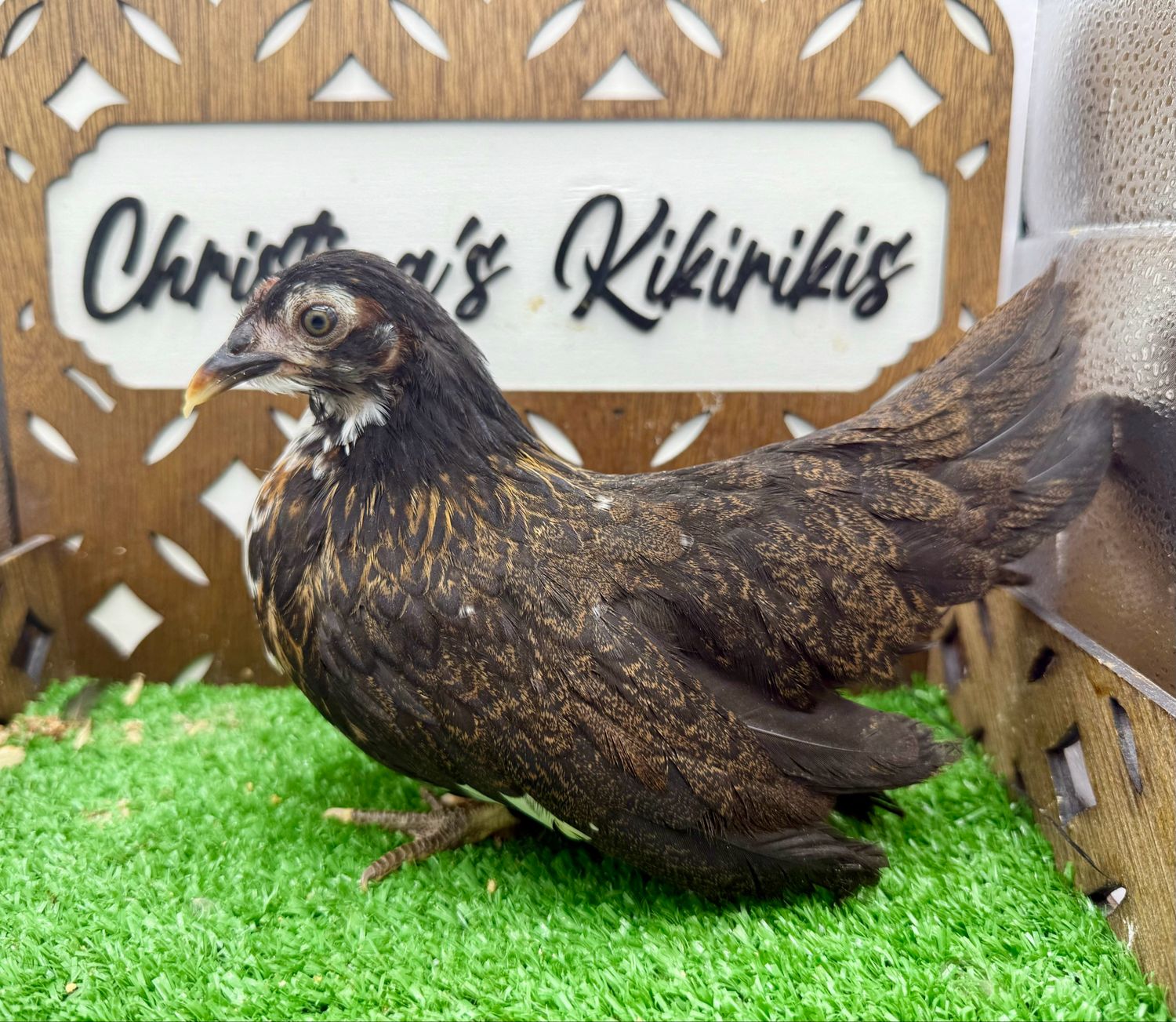 Possible Pullet