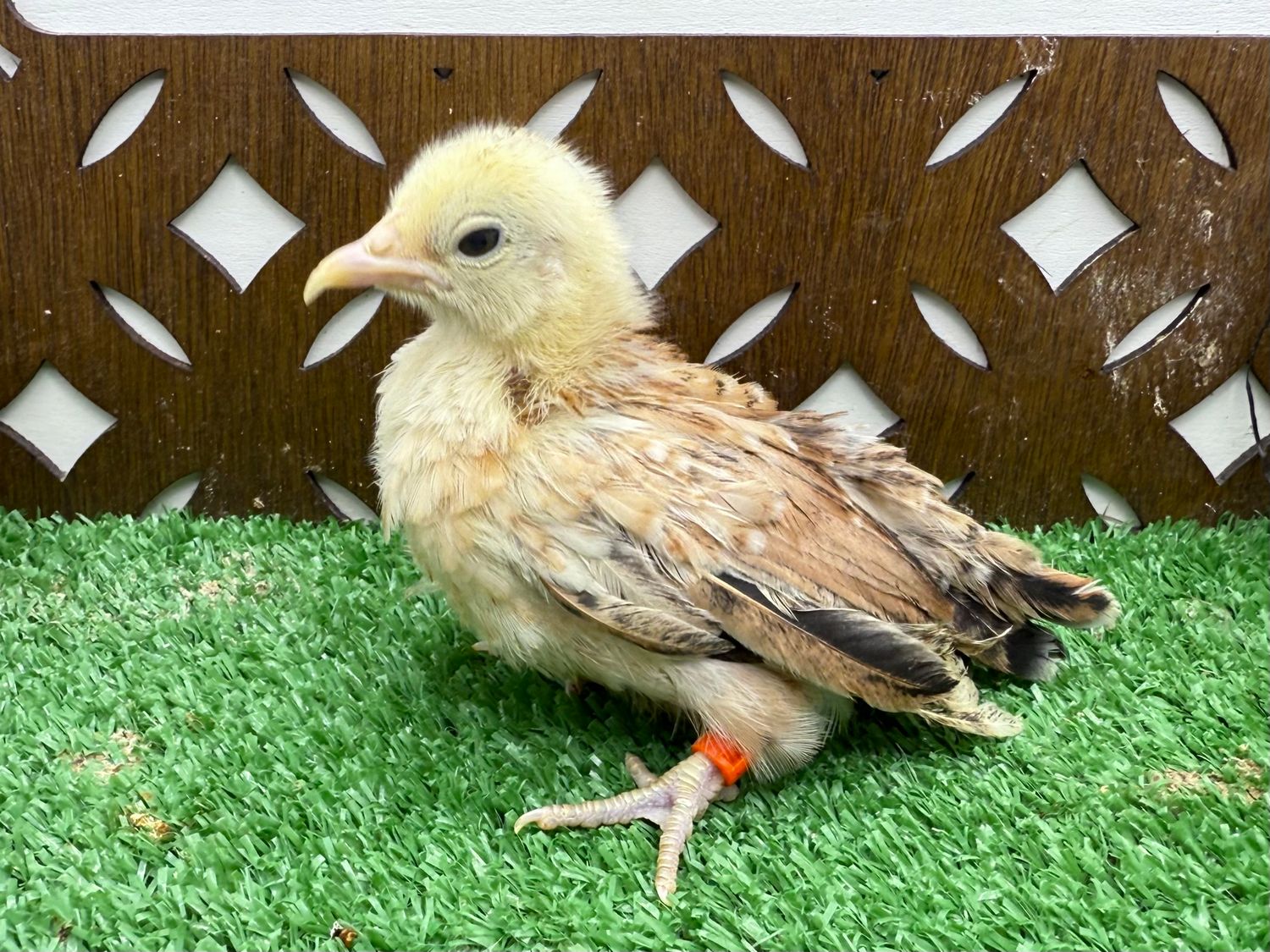 Possible Pullet