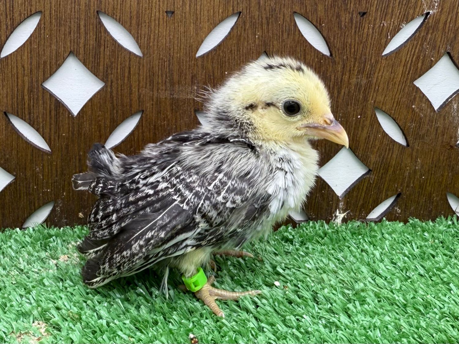 Possible Pullet