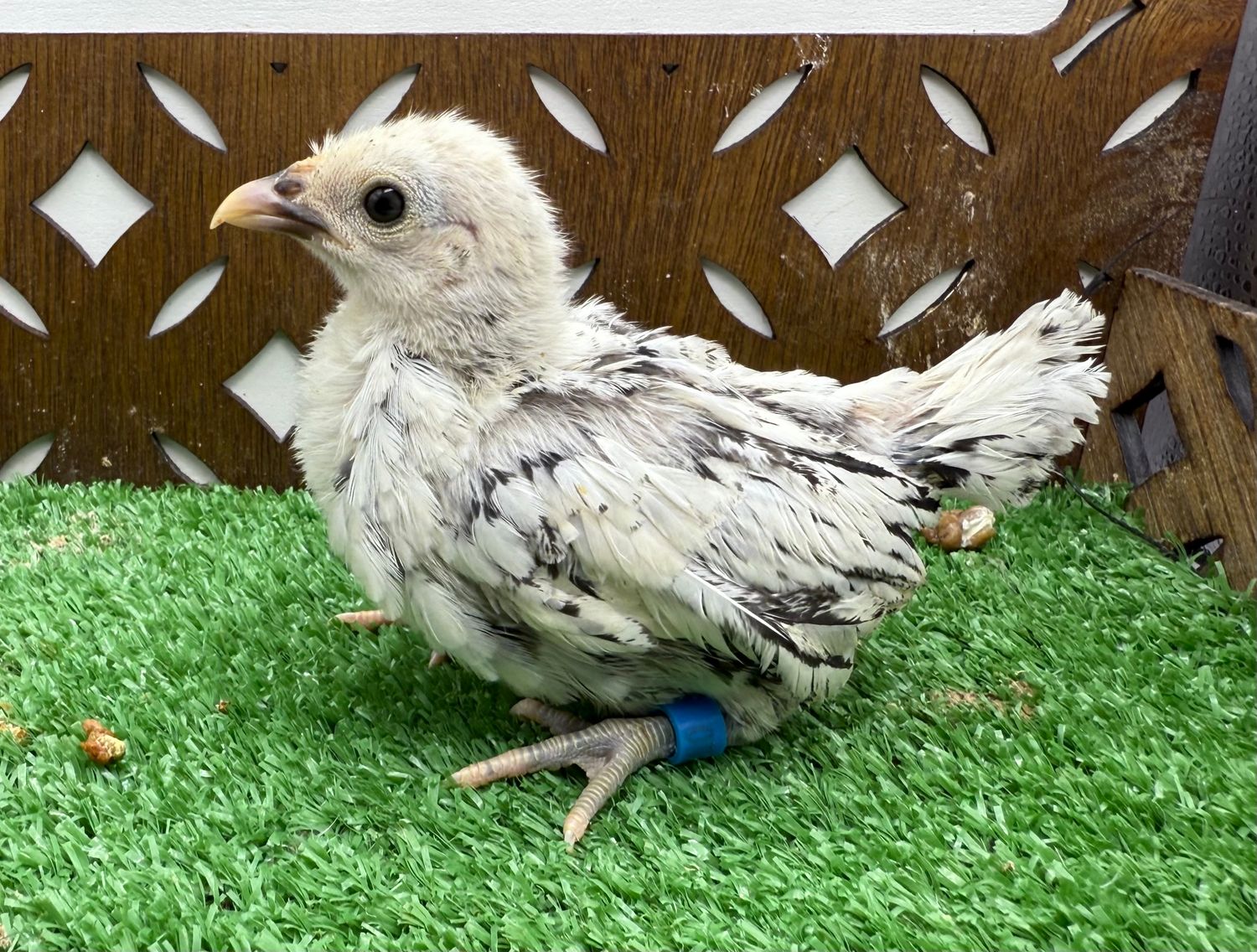 Possible Pullet