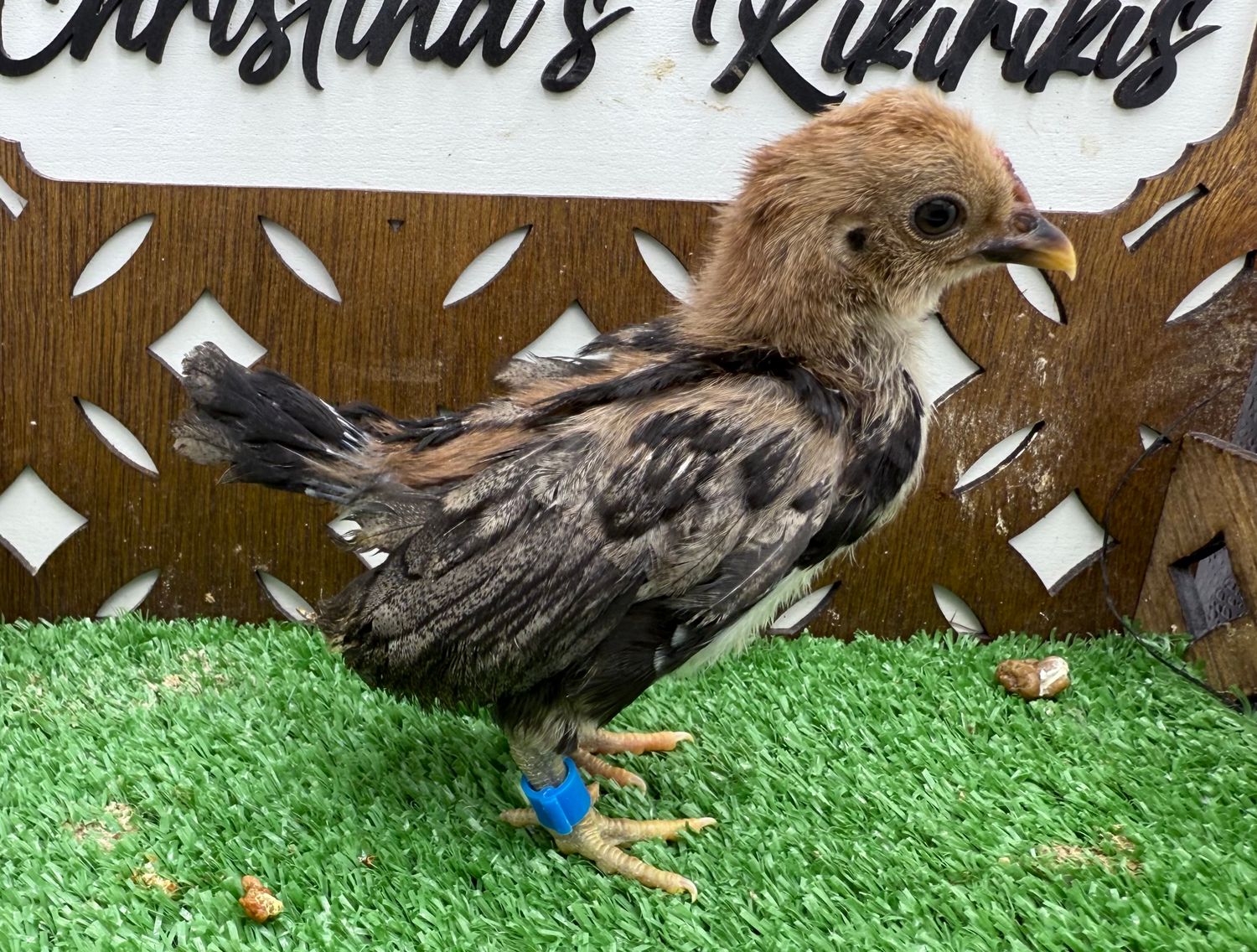 Possible Cockerel