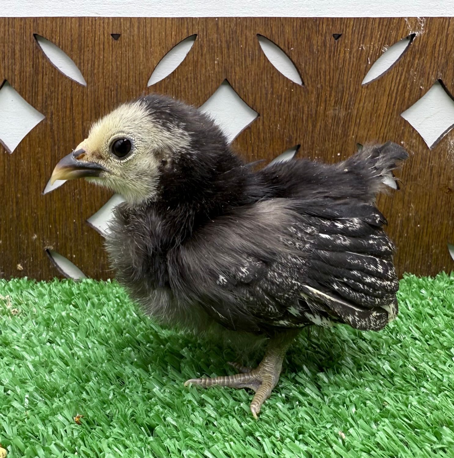 Possible Pullet