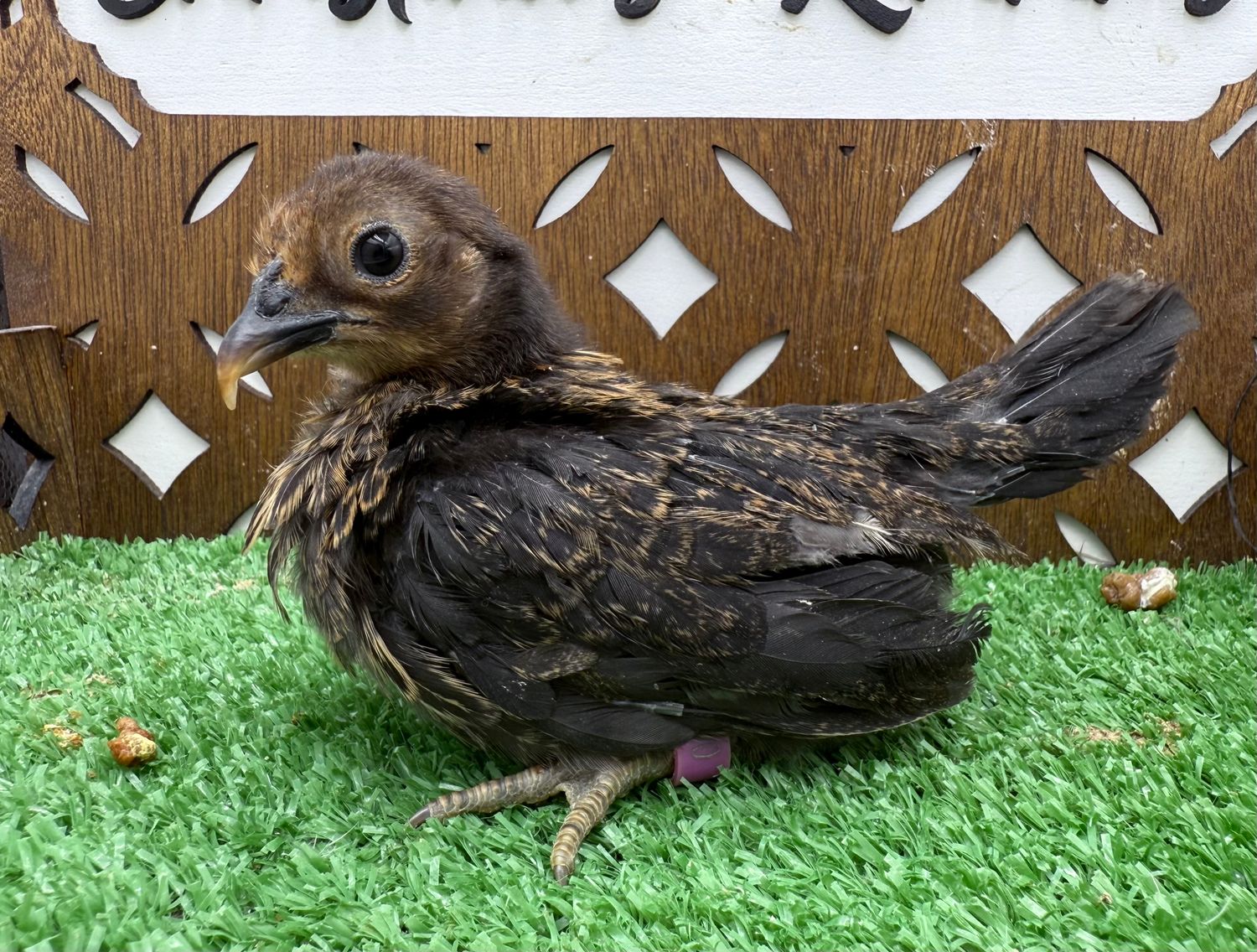 Possible Pullet