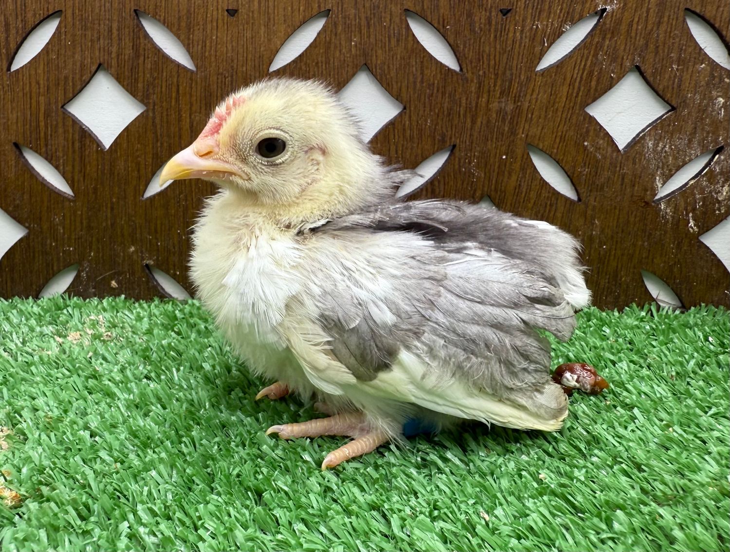 Possible Cockerel
