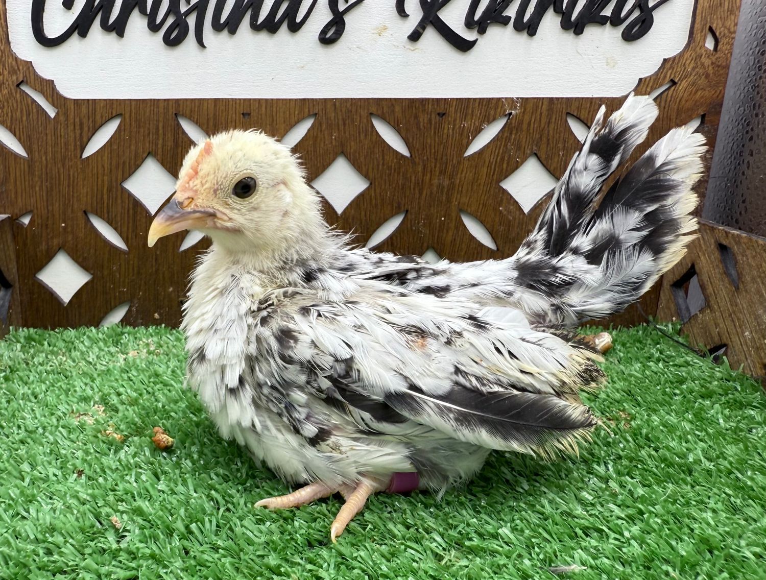 Possible Cockerel