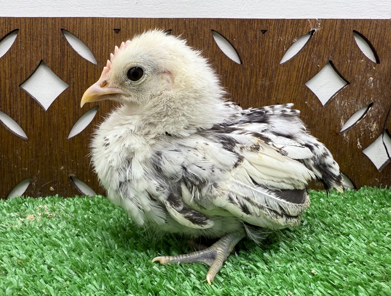 Possible Cockerel