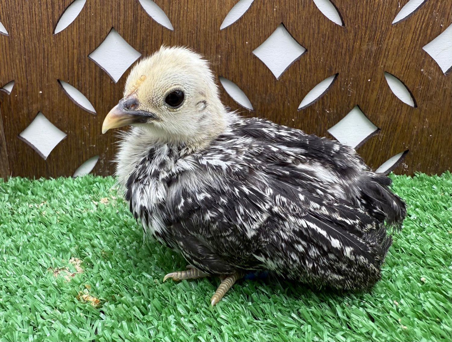 Possible Pullet