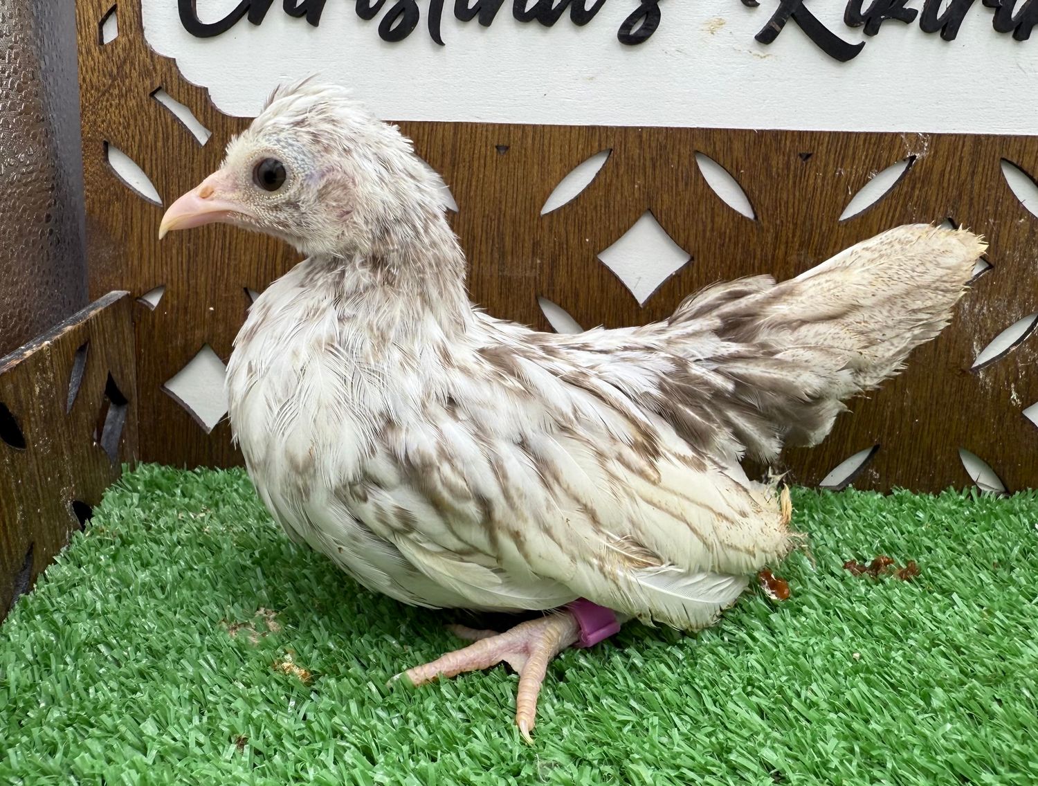 Possible Pullet