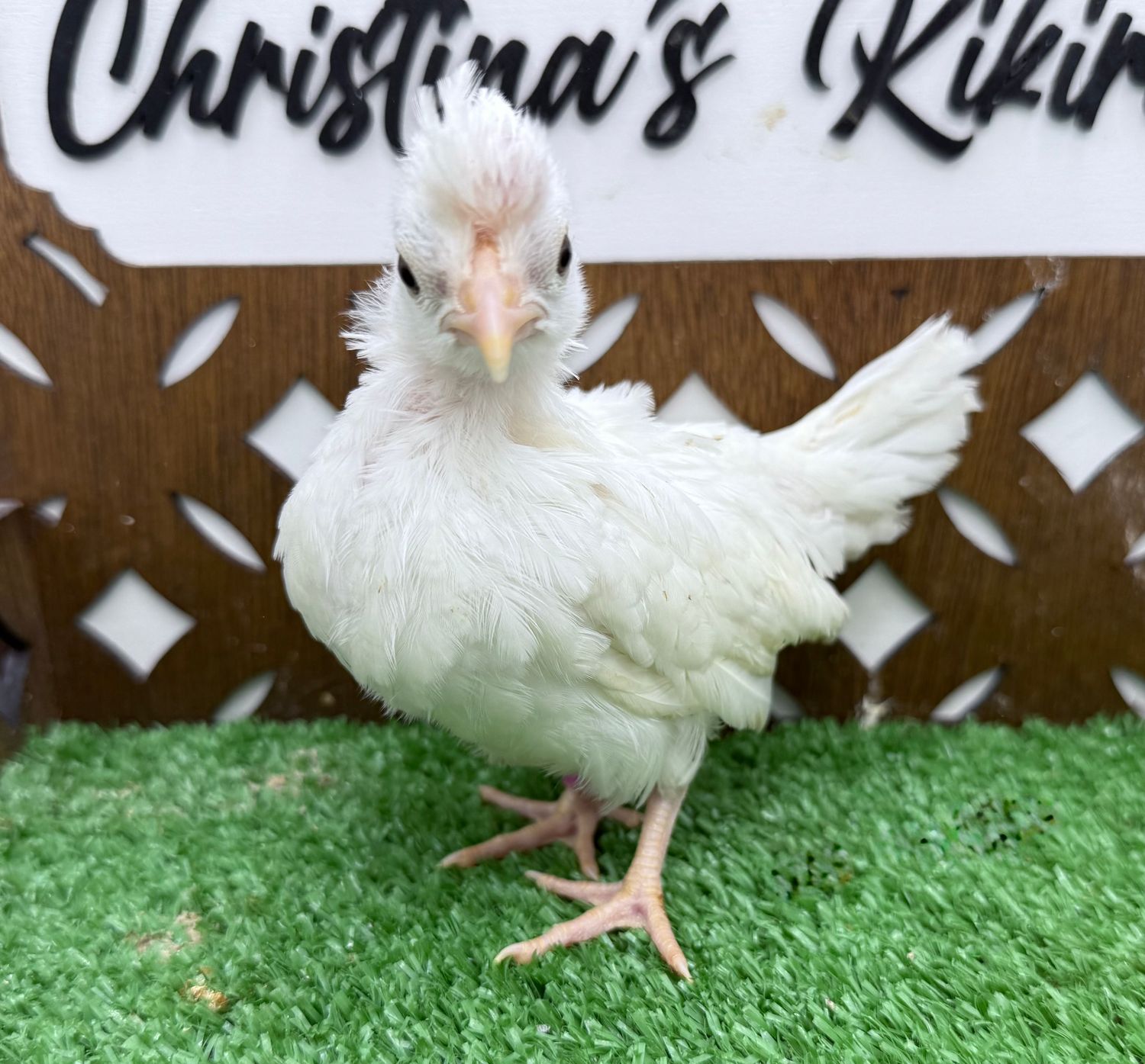 Possible Pullet