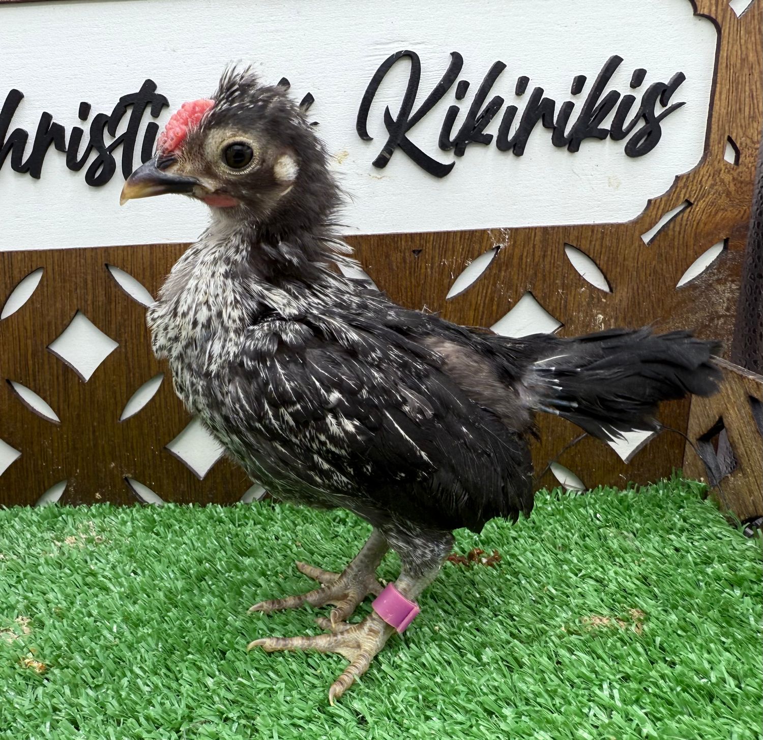 Cockerel