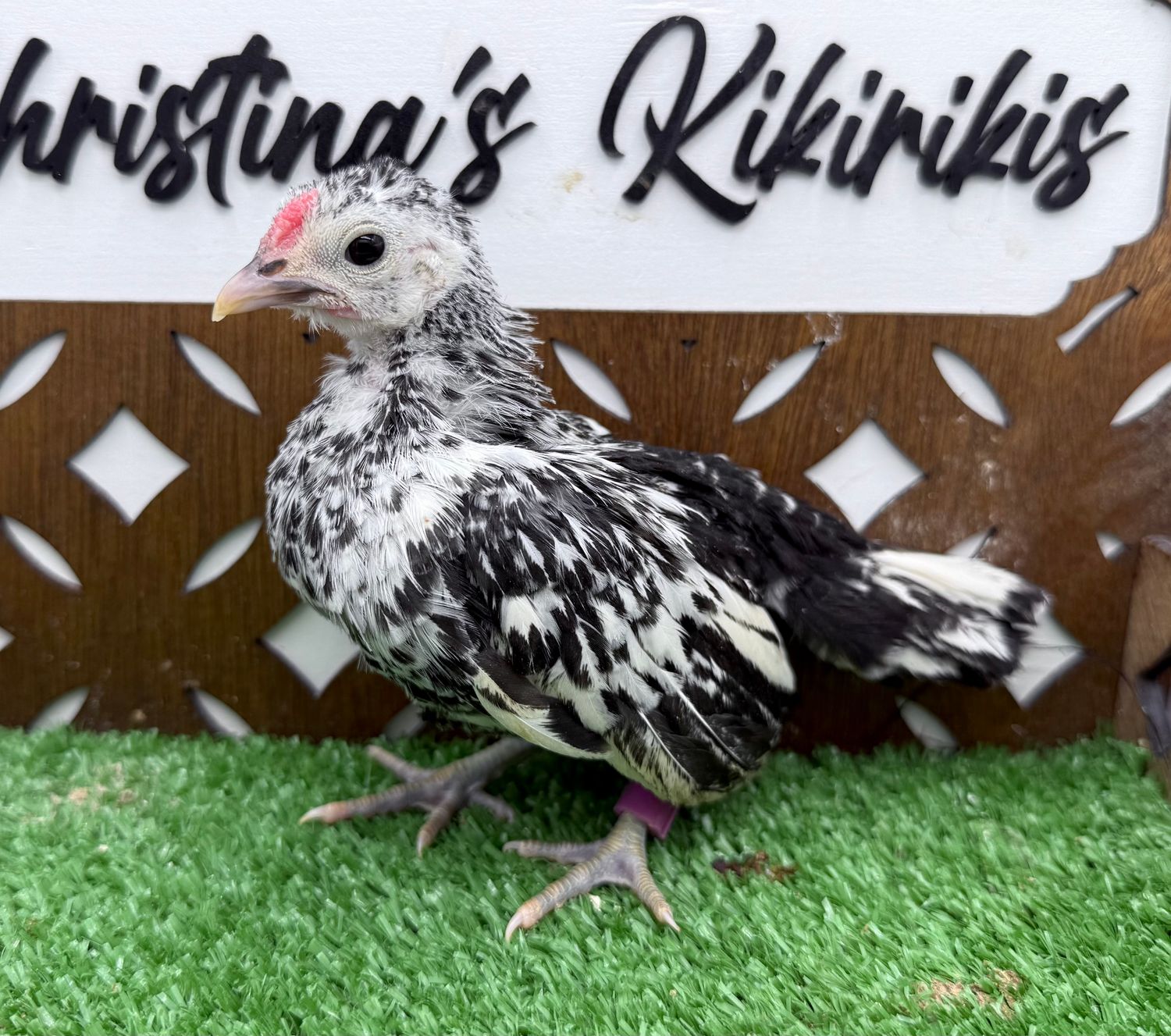 Cockerel