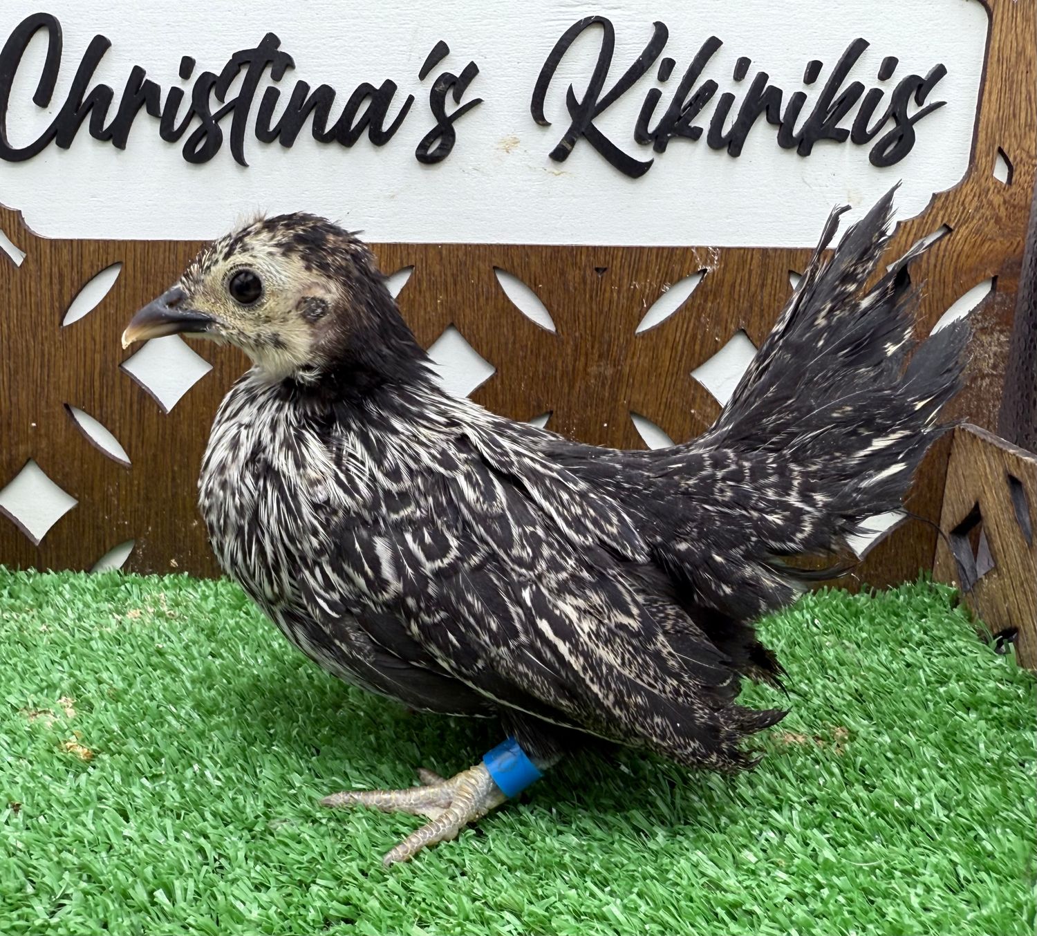 Possible Pullet