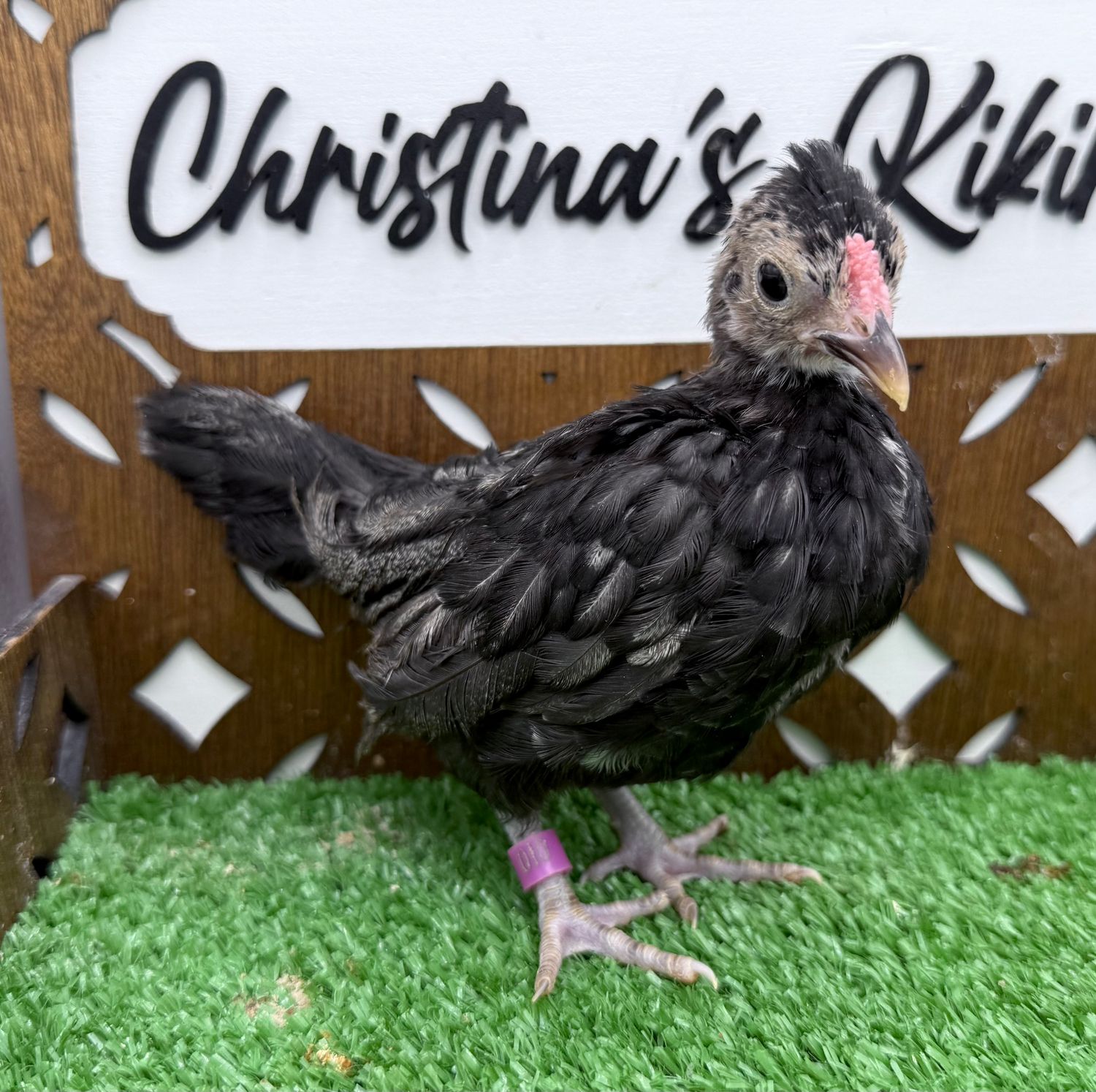 Cockerel