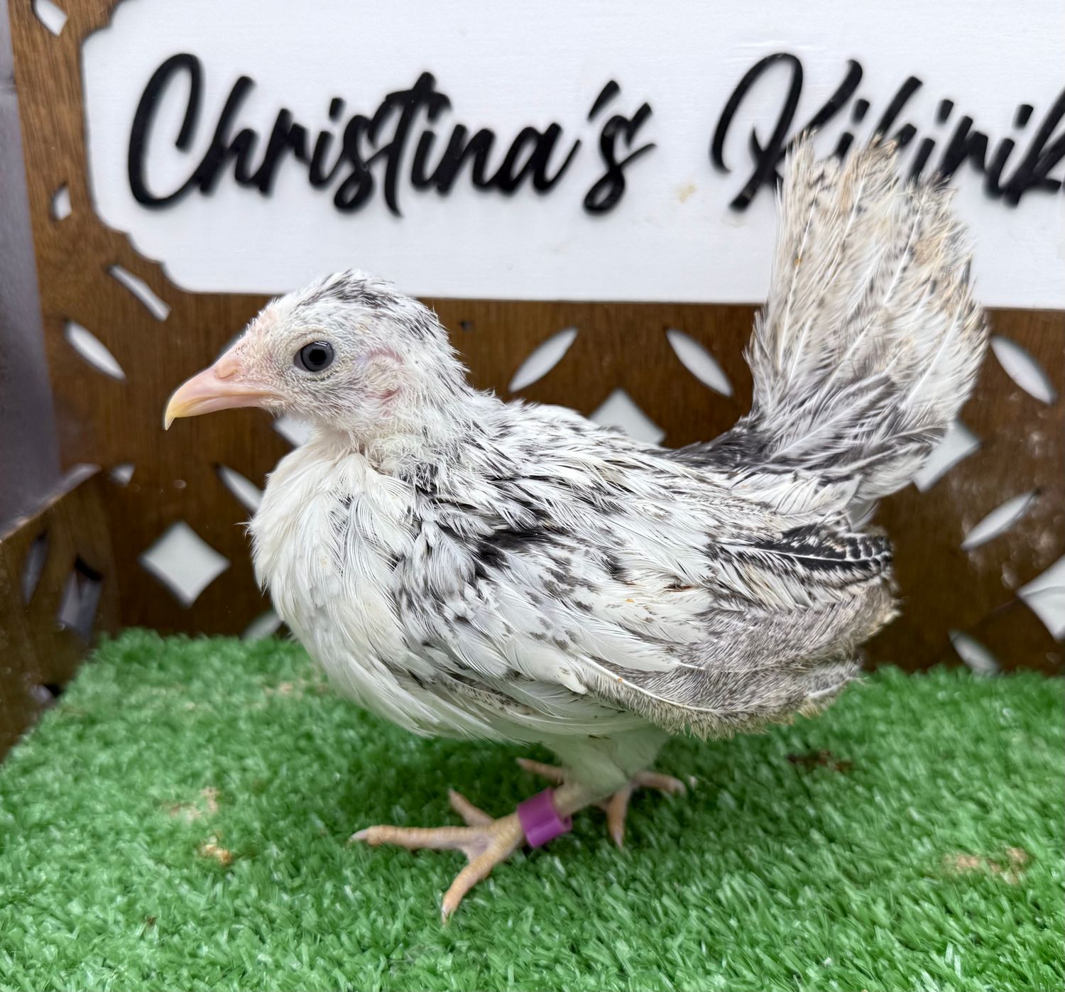 Possible Pullet
