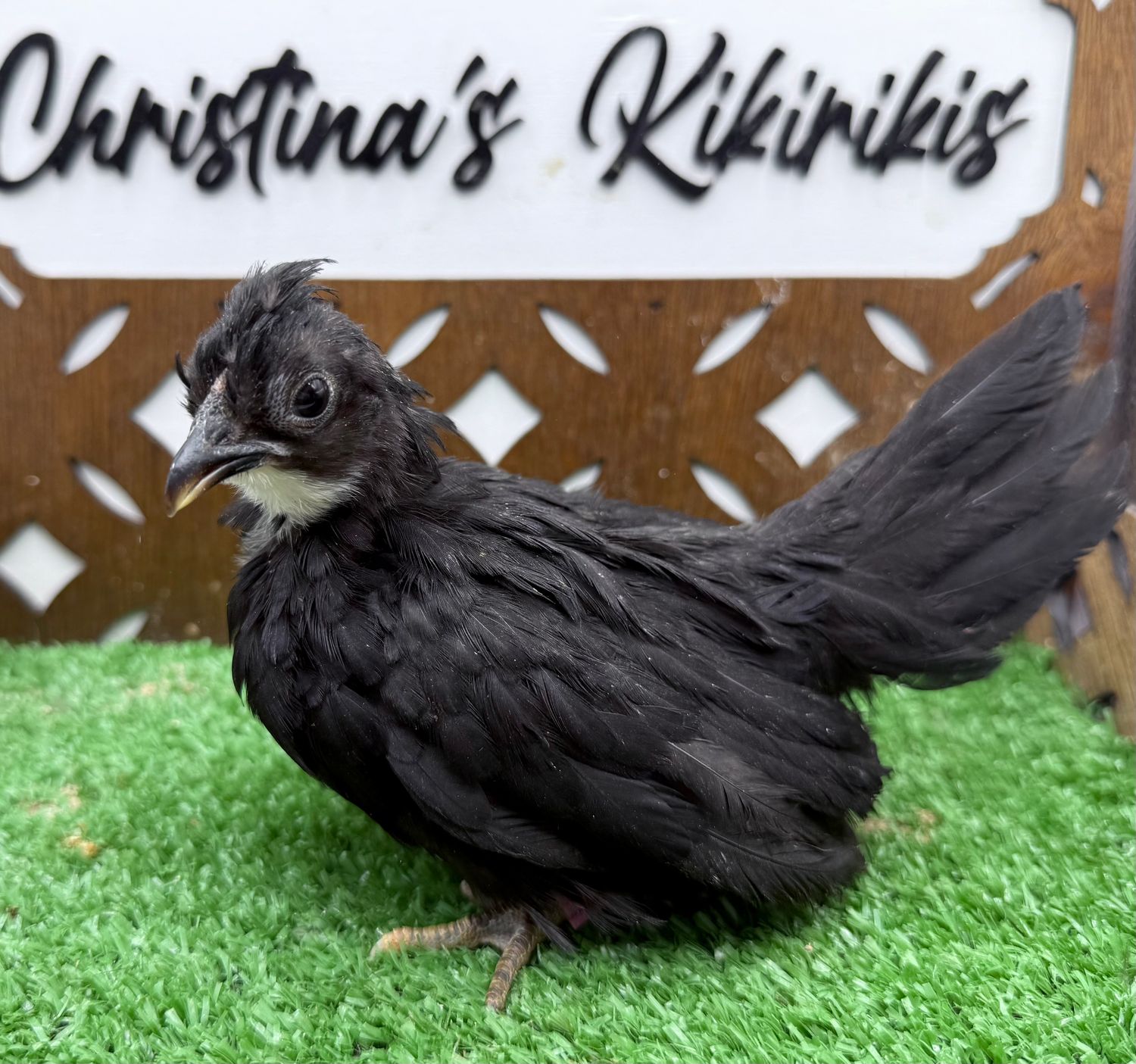 Possible Pullet