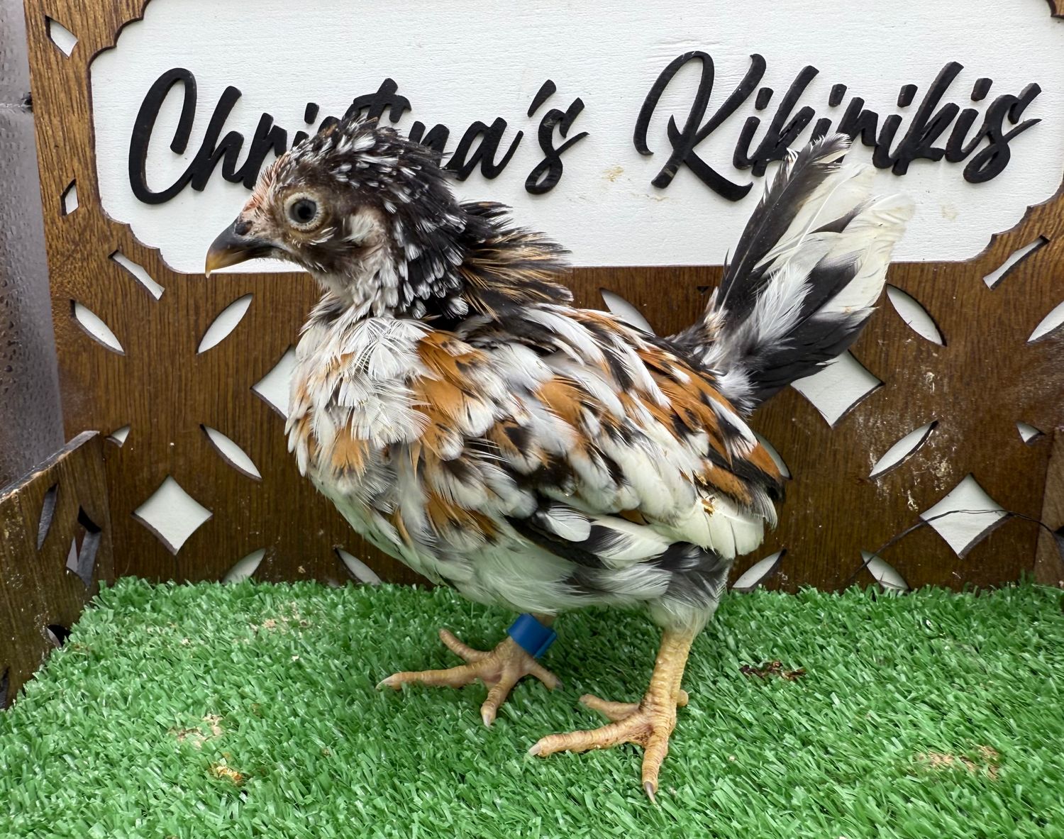 Cockerel