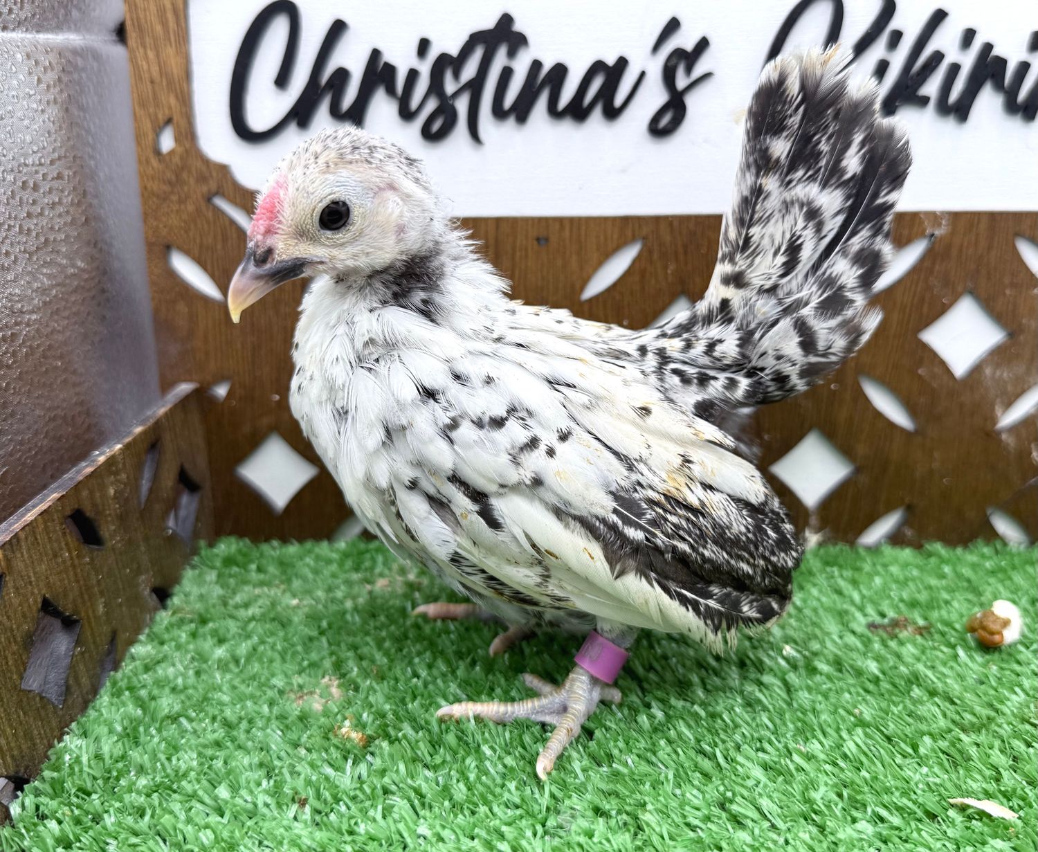 Cockerel