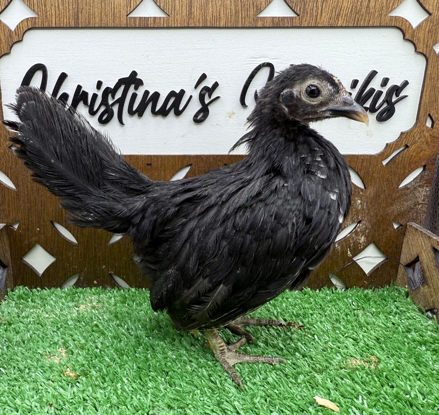 Possible Pullet
