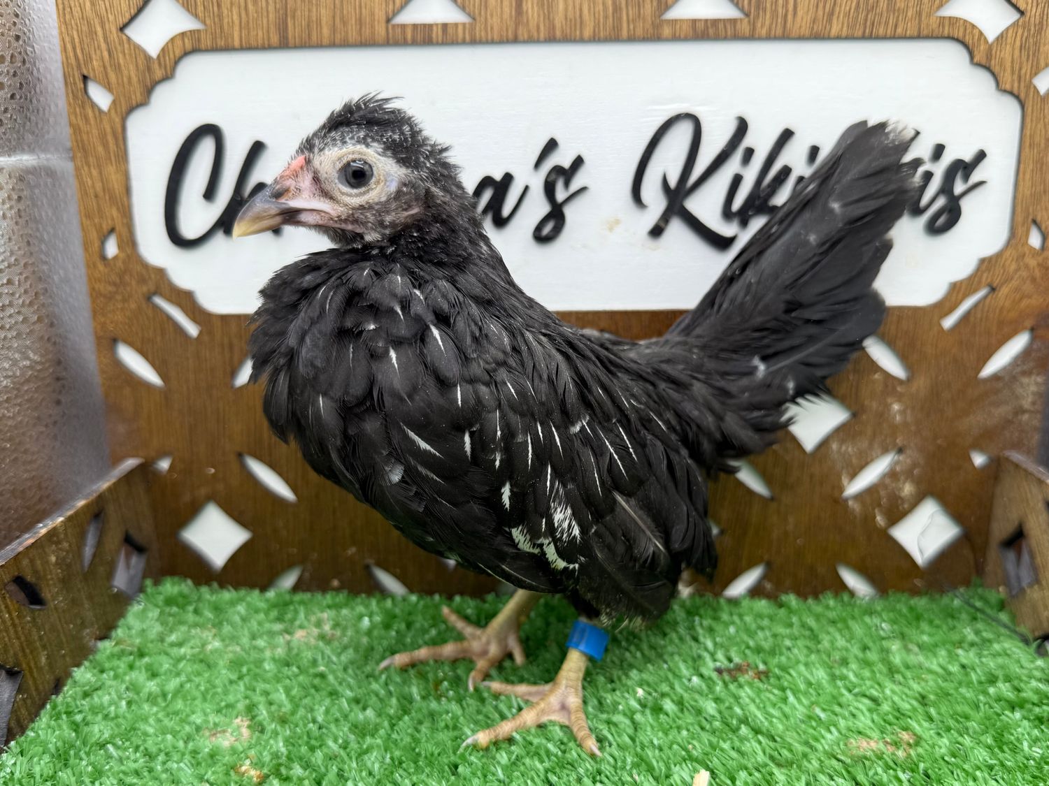 Cockerel