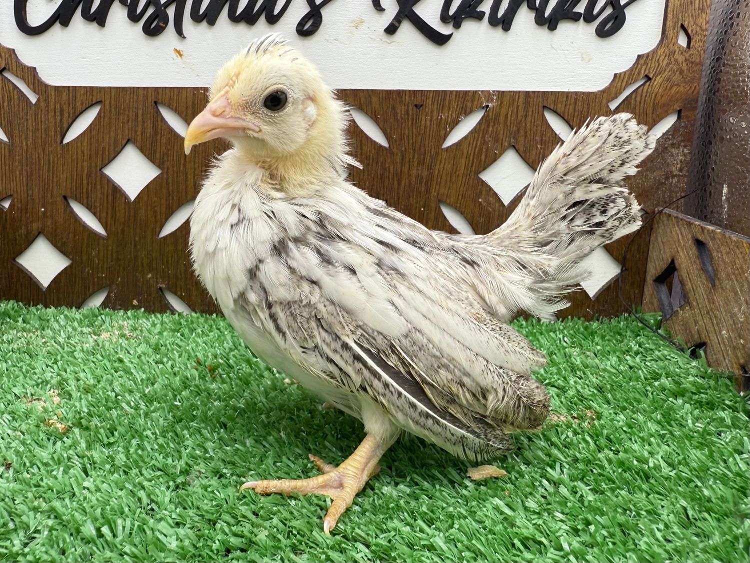 Possible Pullet