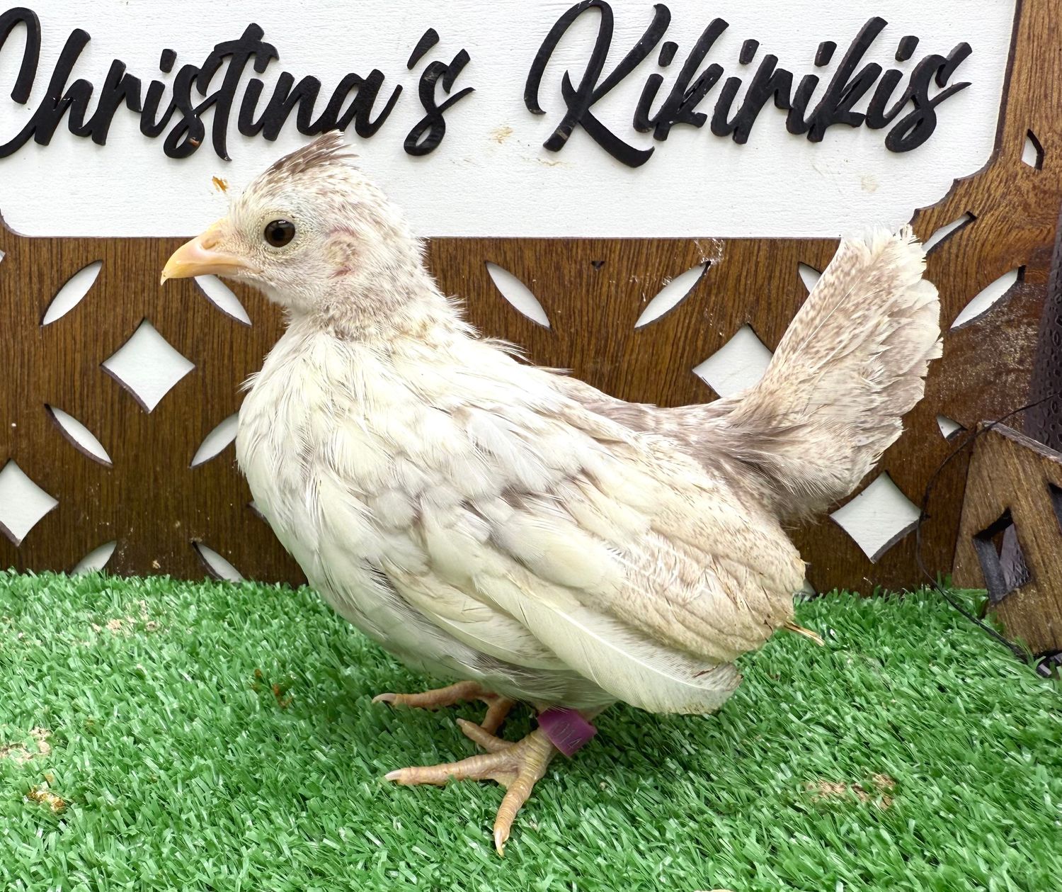 Possible Pullet