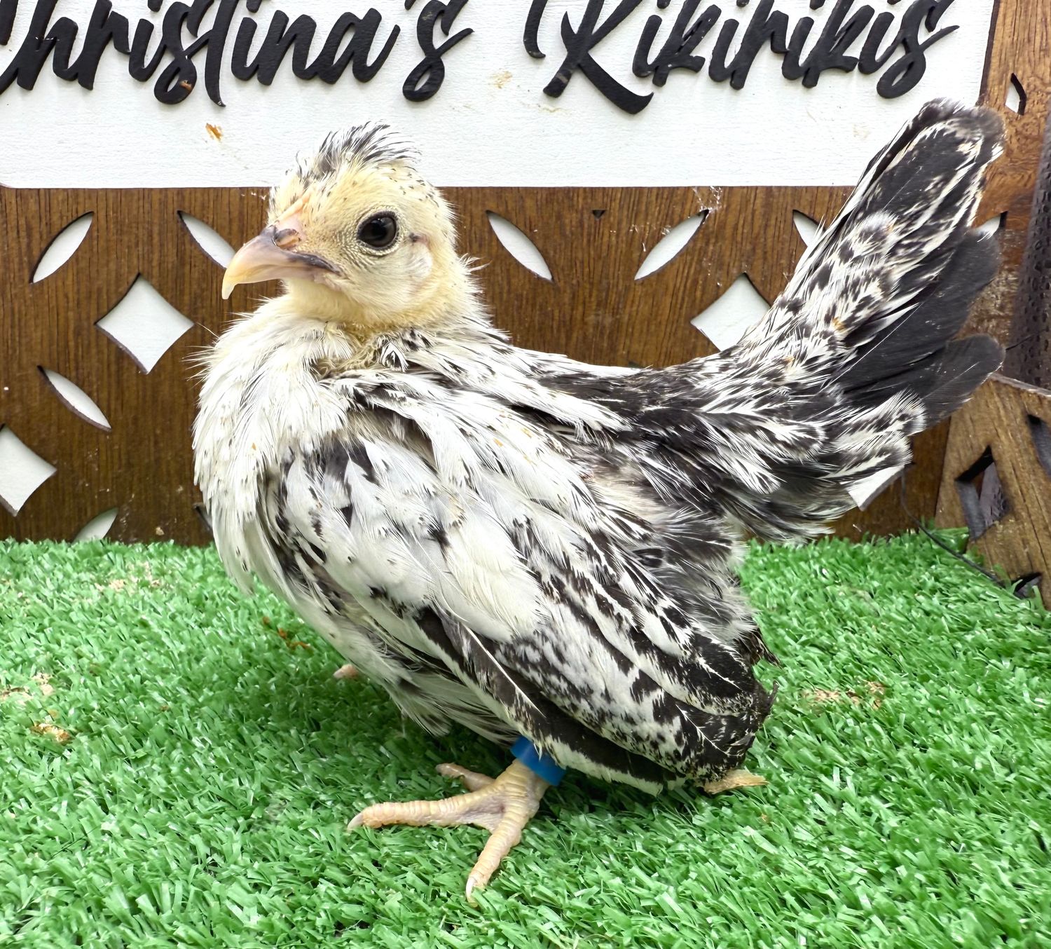 Possible Pullet