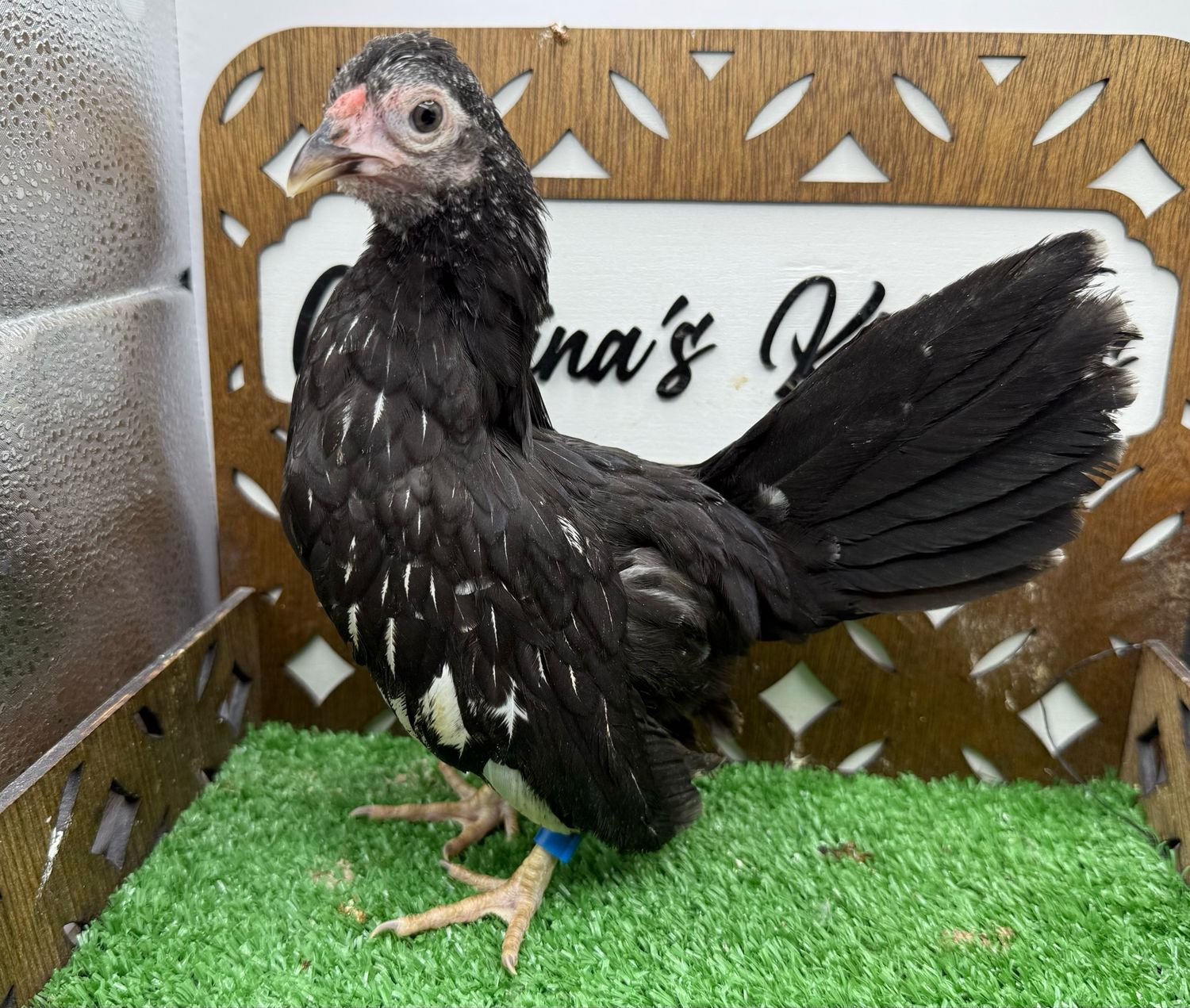 Cockerel