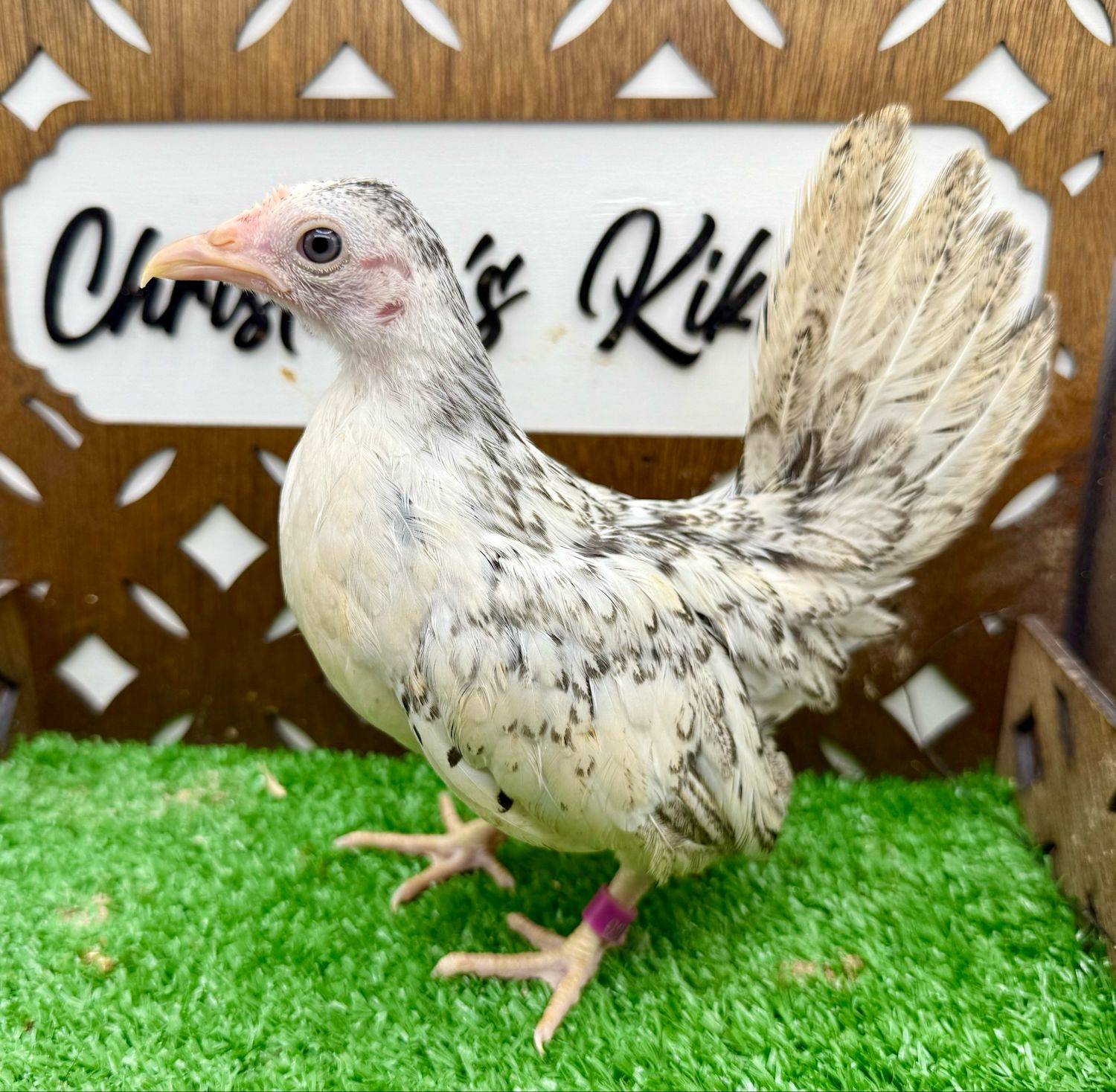 Possible Pullet