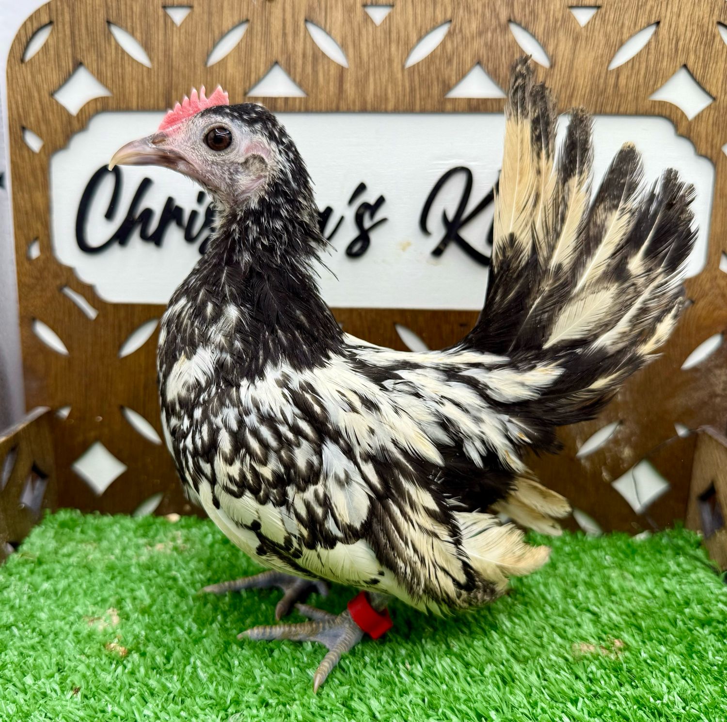 Cockerel