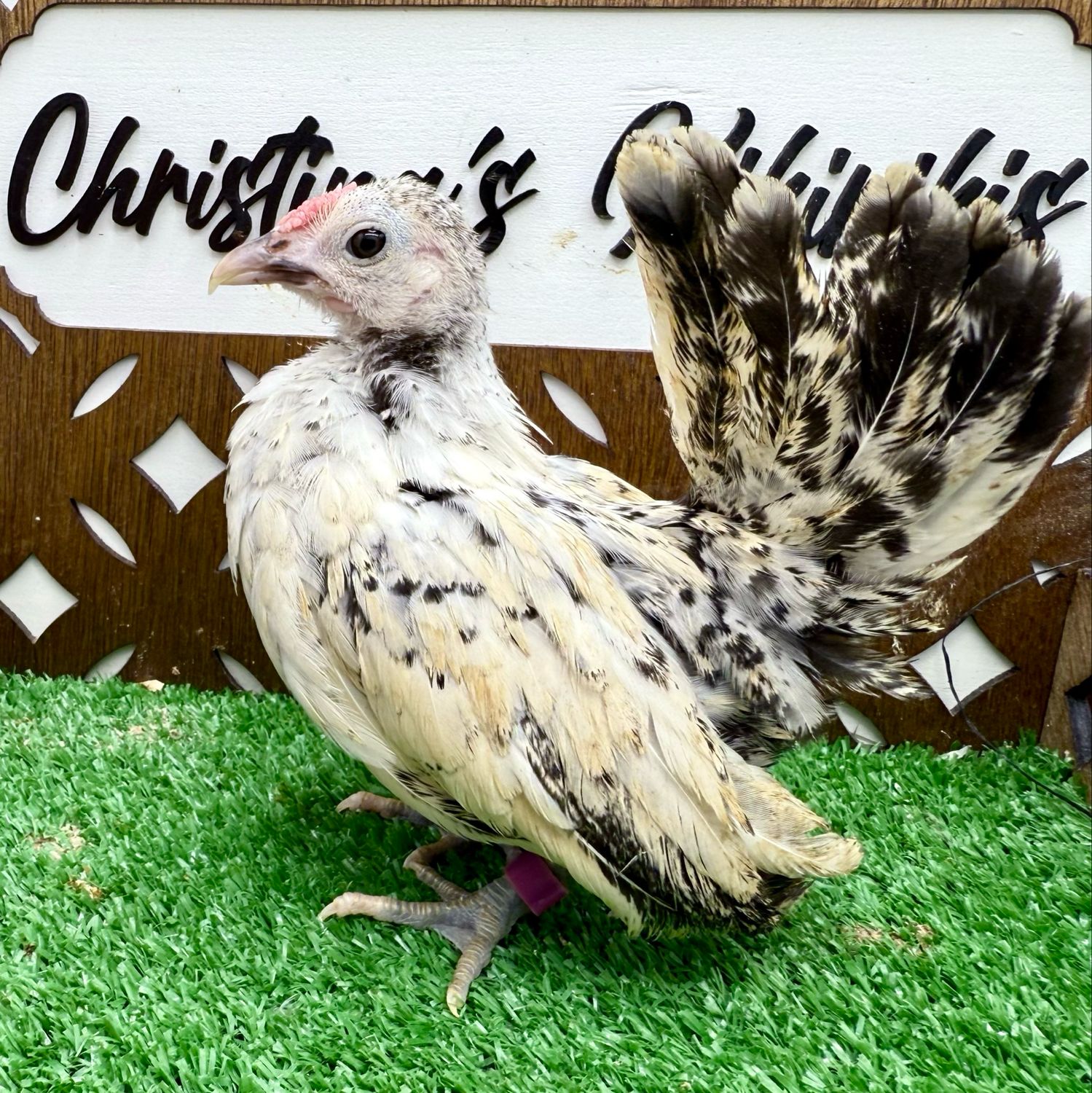 Cockerel