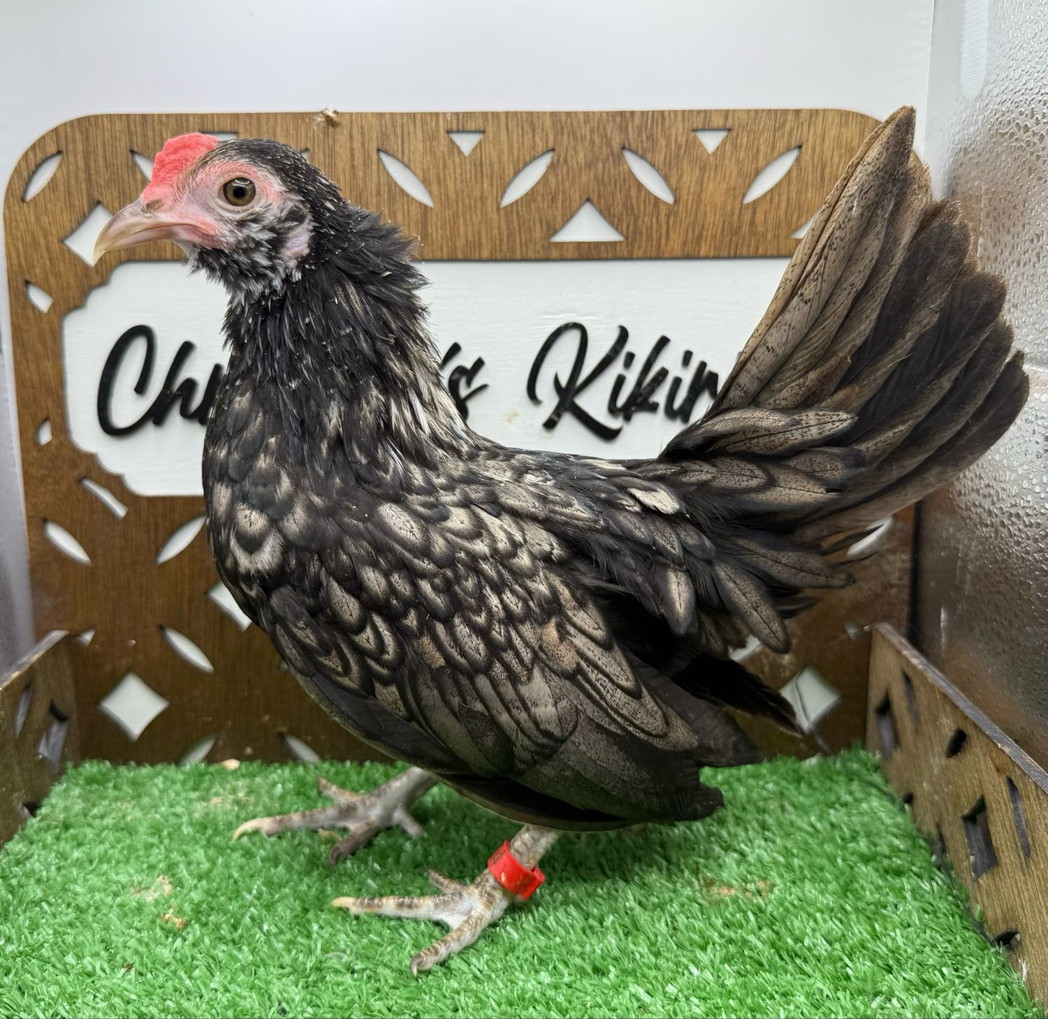 Cockerel