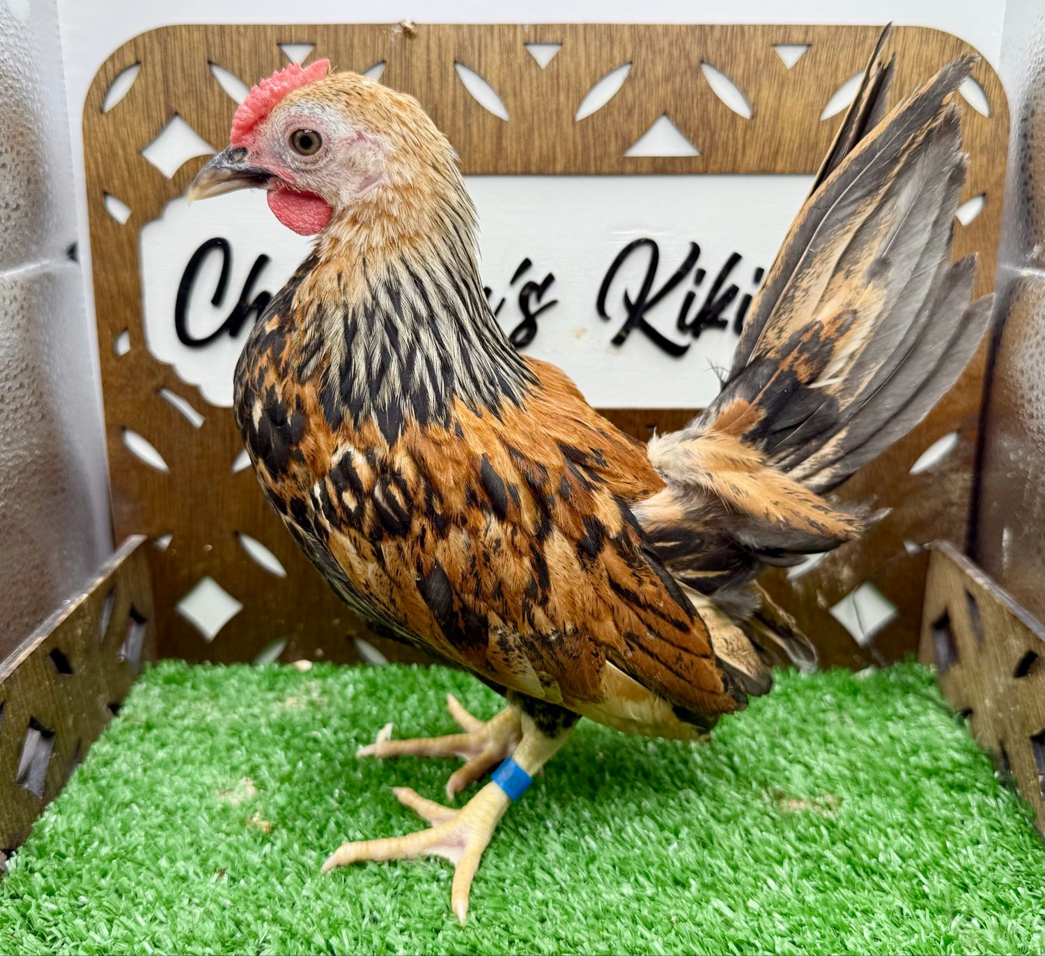 Cockerel