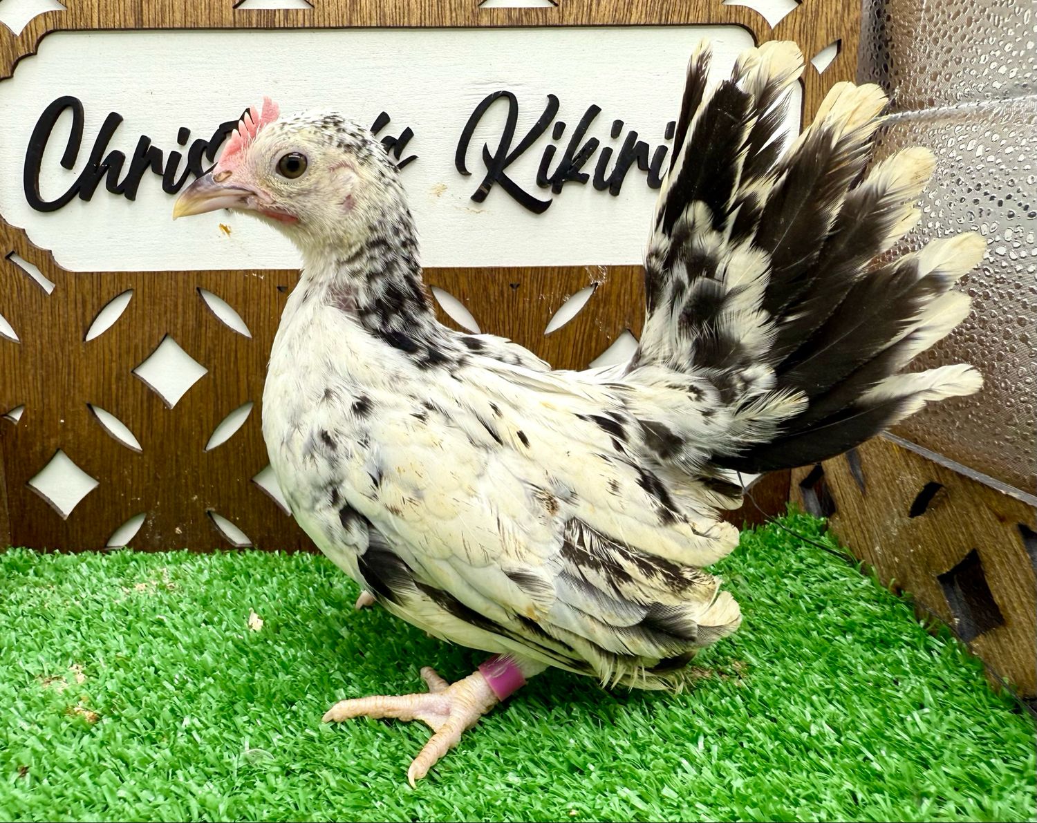 Possible Cockerel