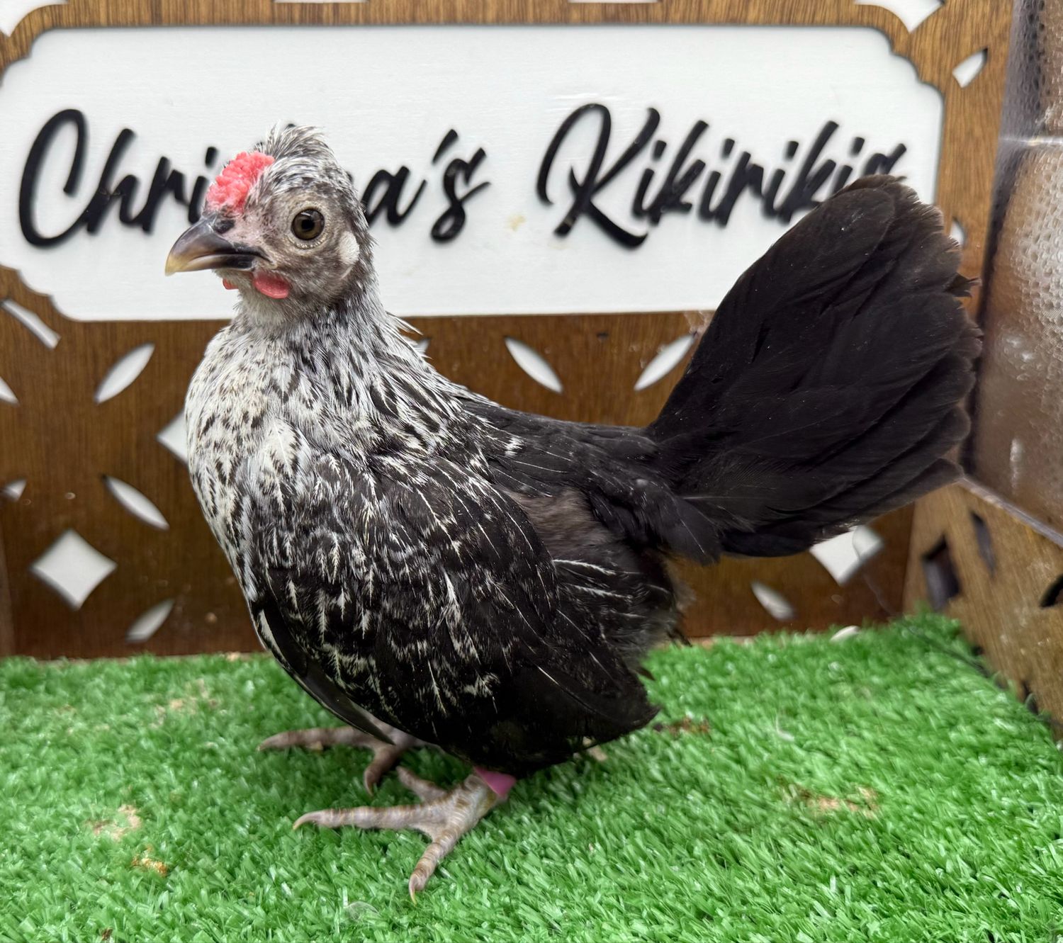Cockerel