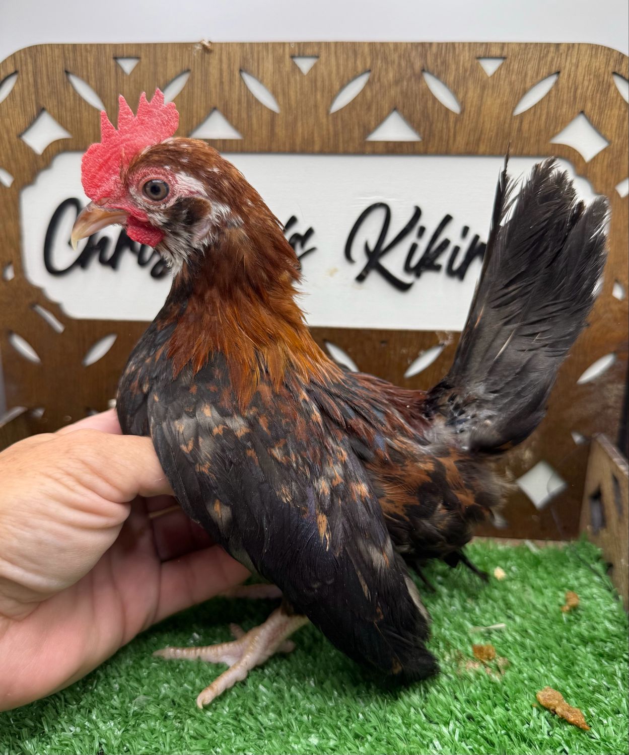 Cockerel