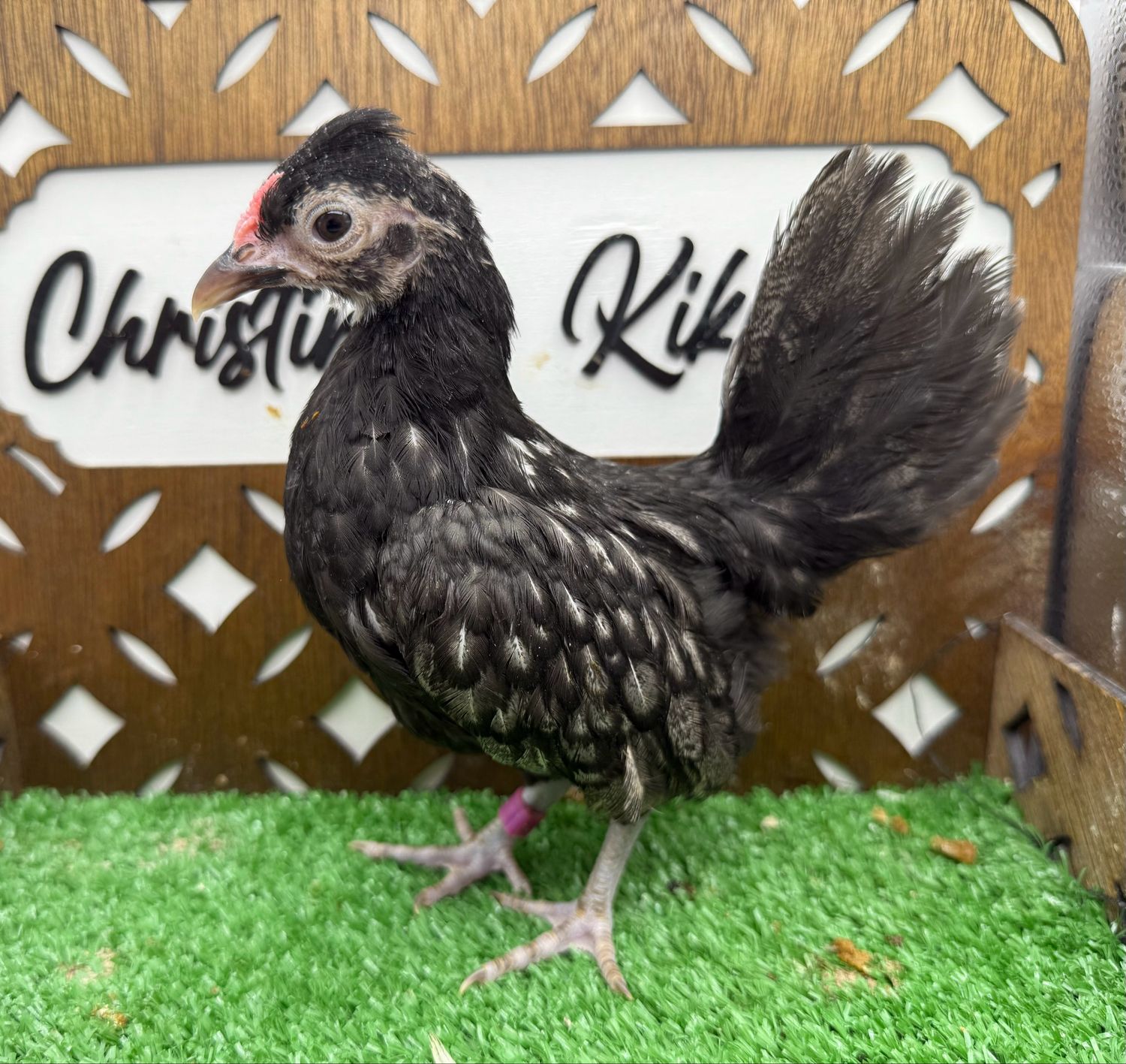 Cockerel