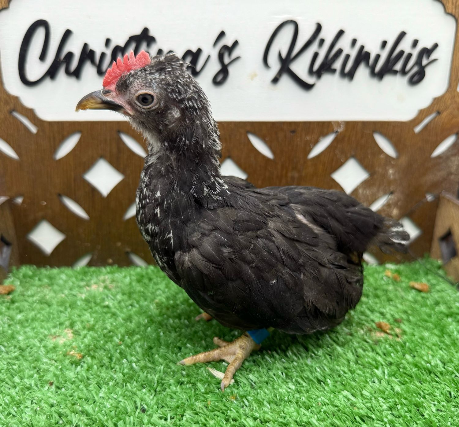 Cockerel
