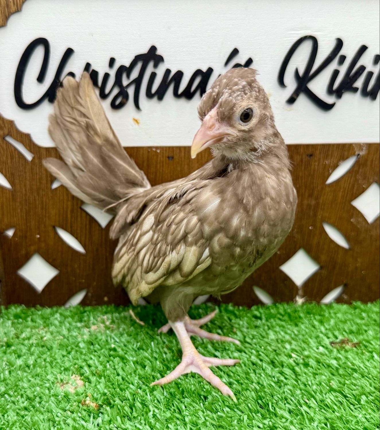 Possible Pullet