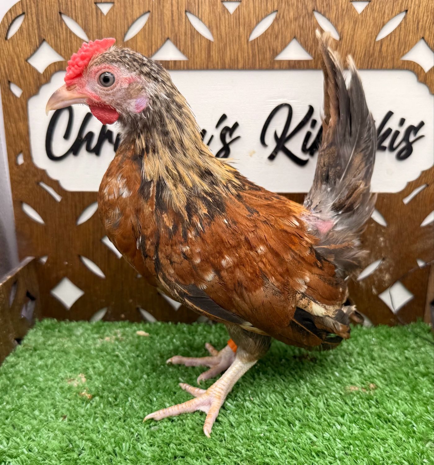Cockerel