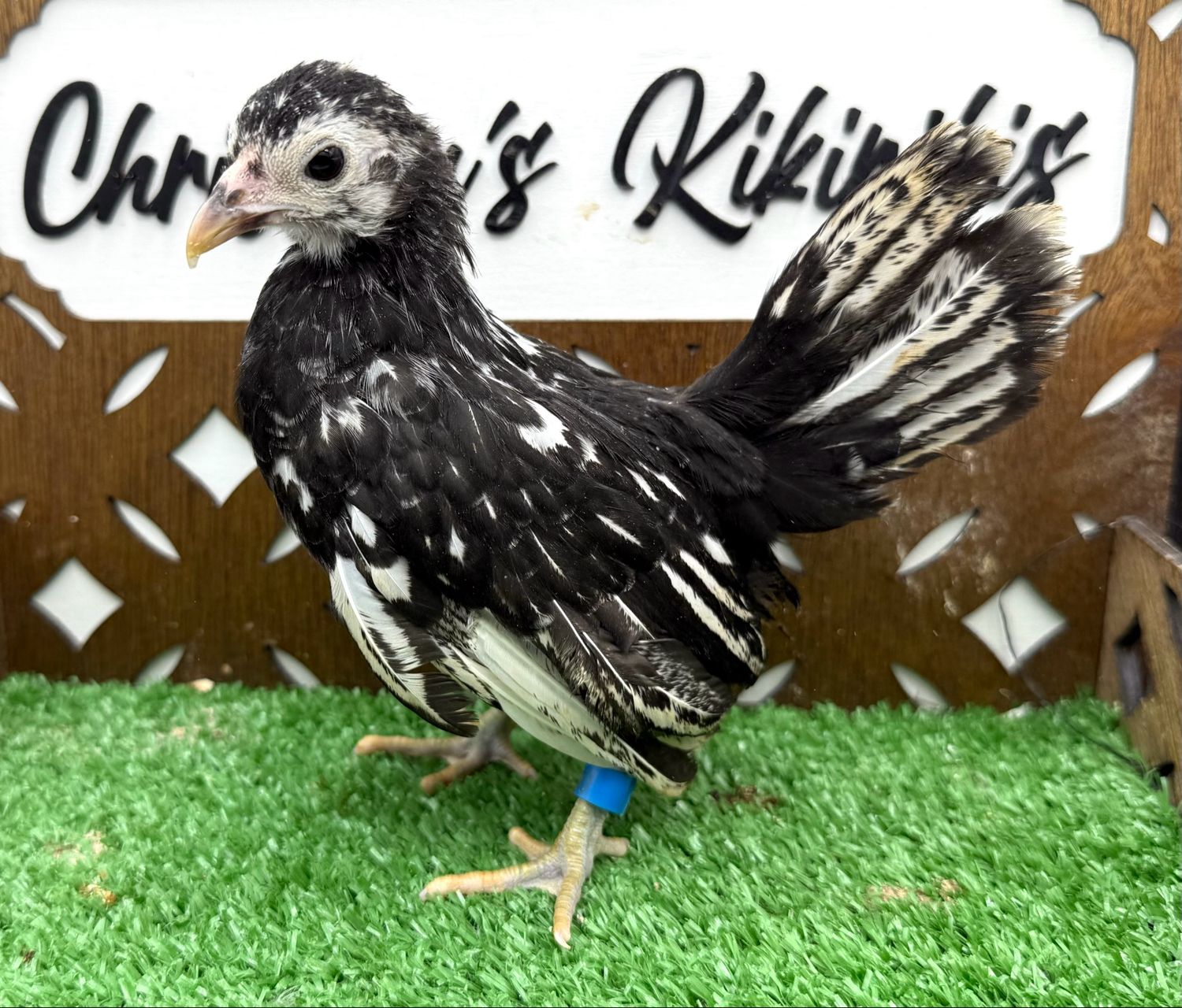 Possible Pullet
