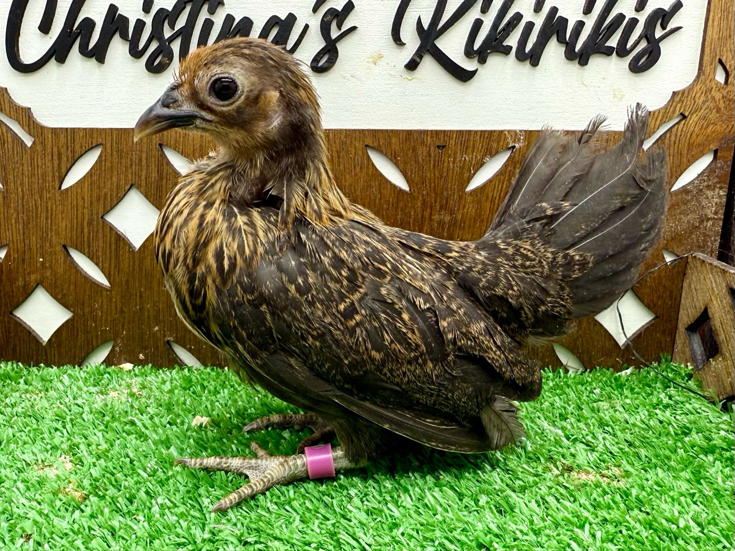 Possible Pullet