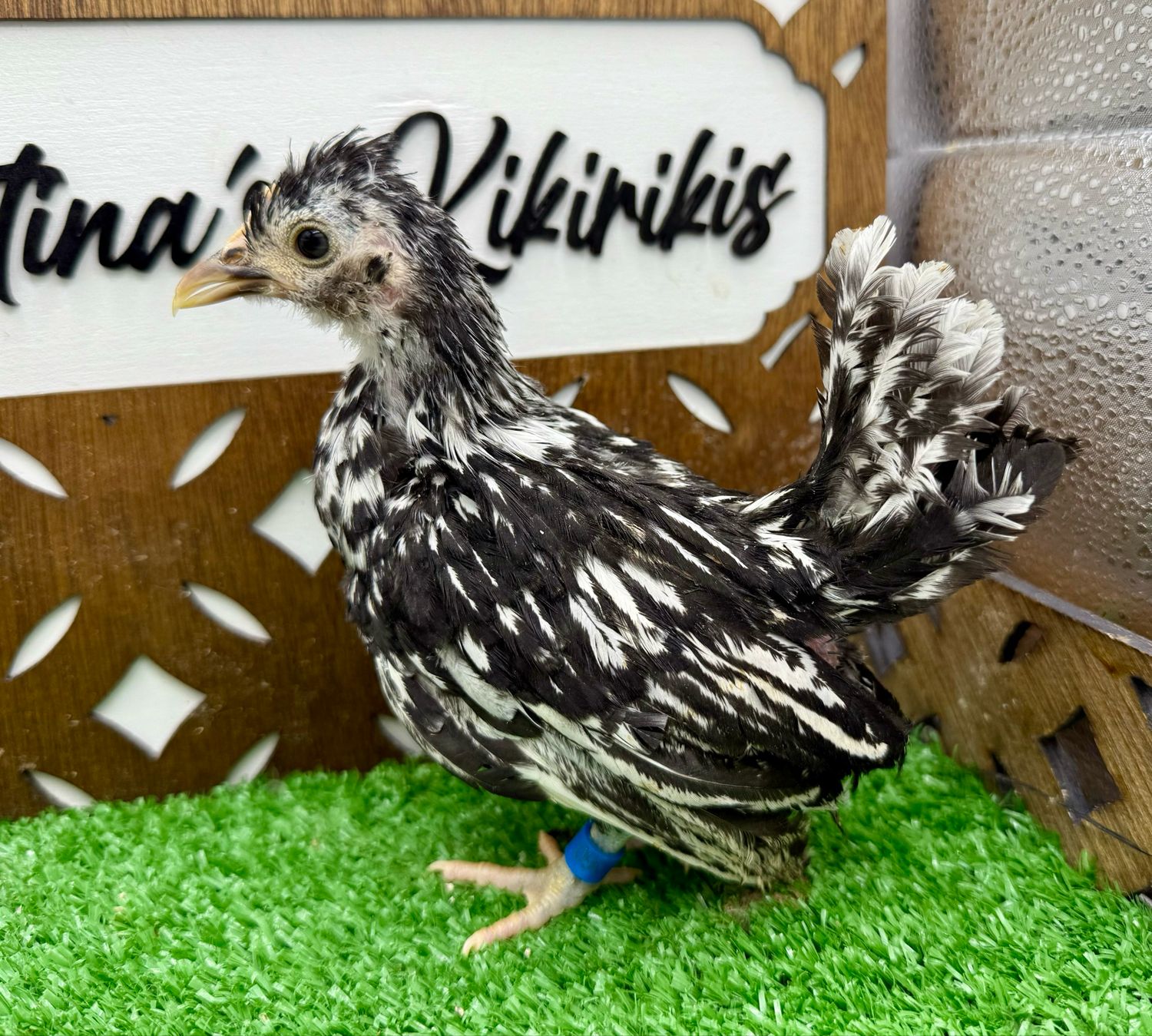 Possible Pullet