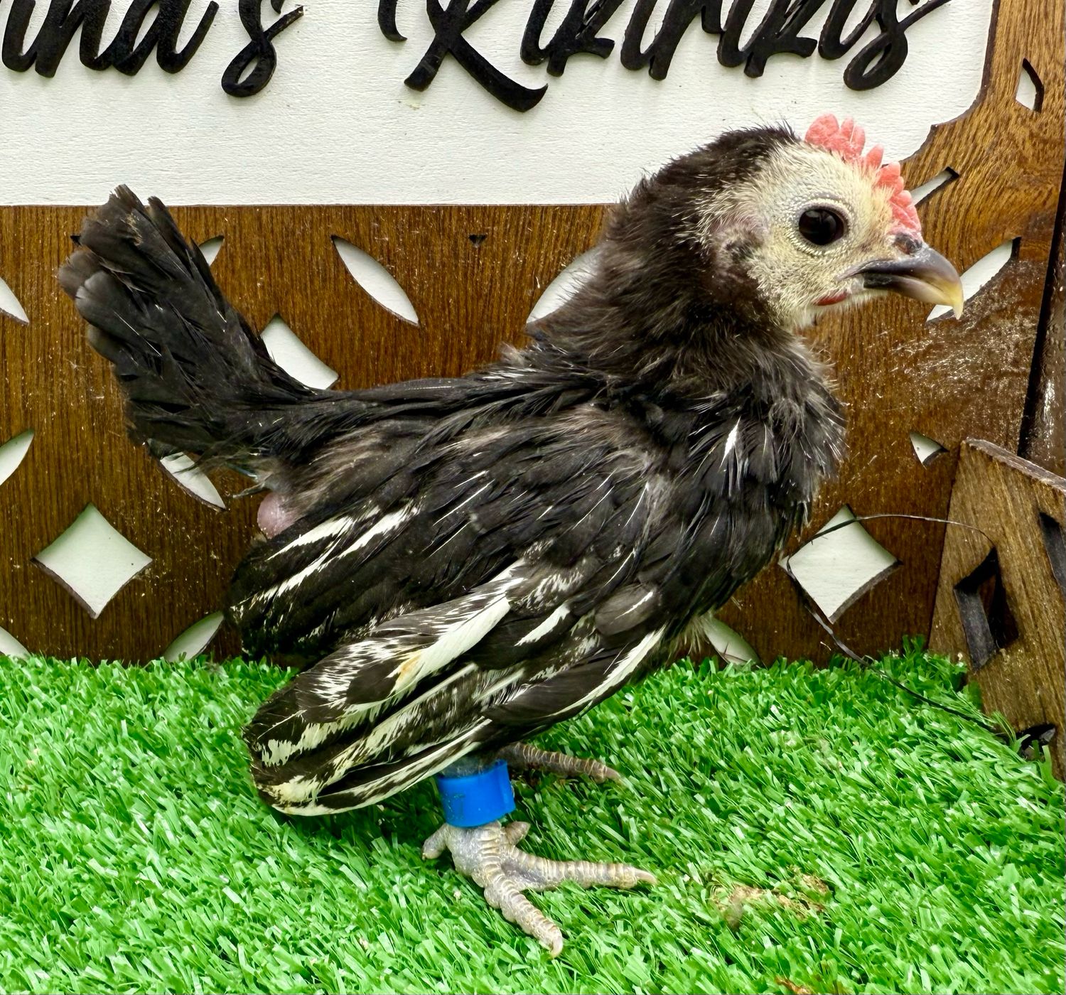 Possible Cockerel