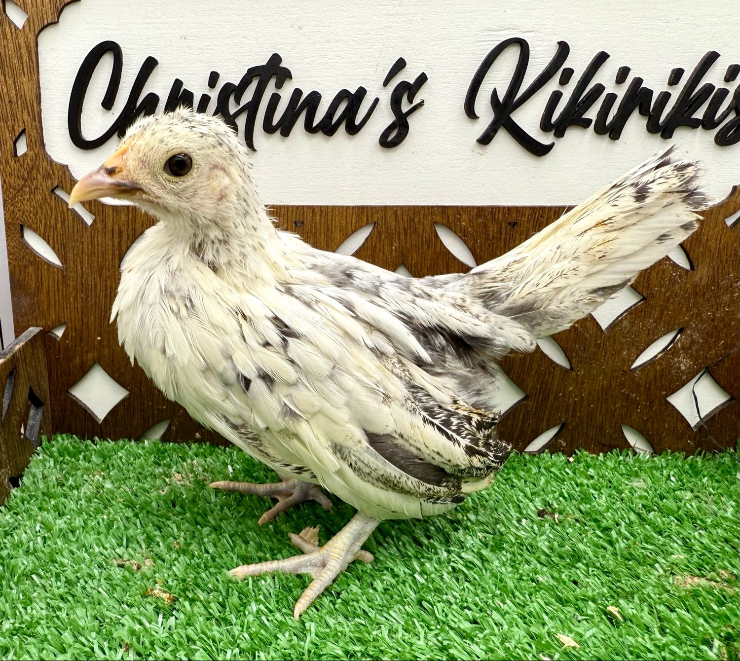 Possible Pullet