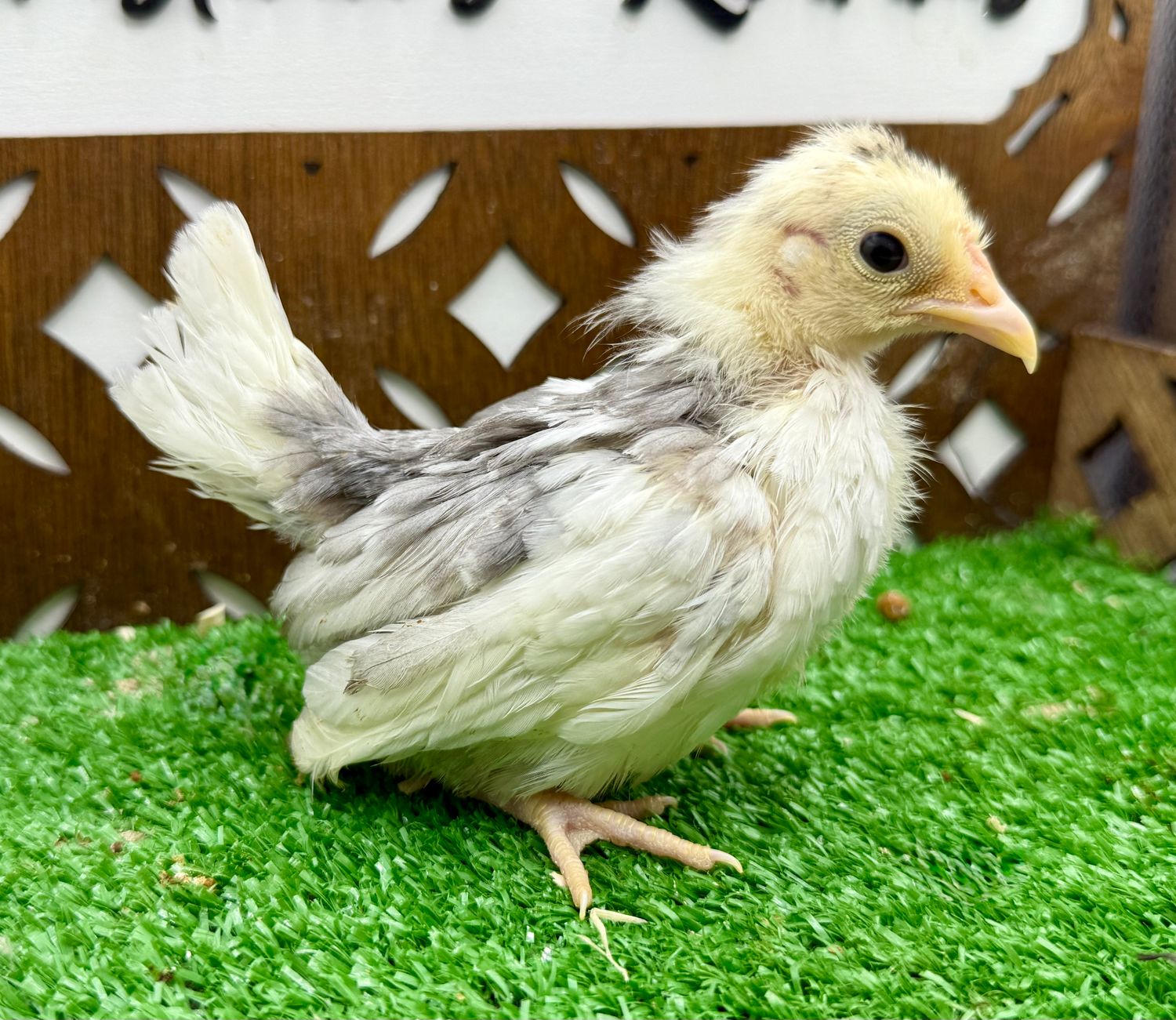 Cockerel